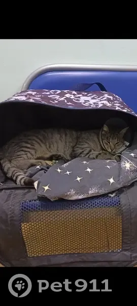 Пропала кошка Степа, ул. Строителей, 65, Ессентукская - photo