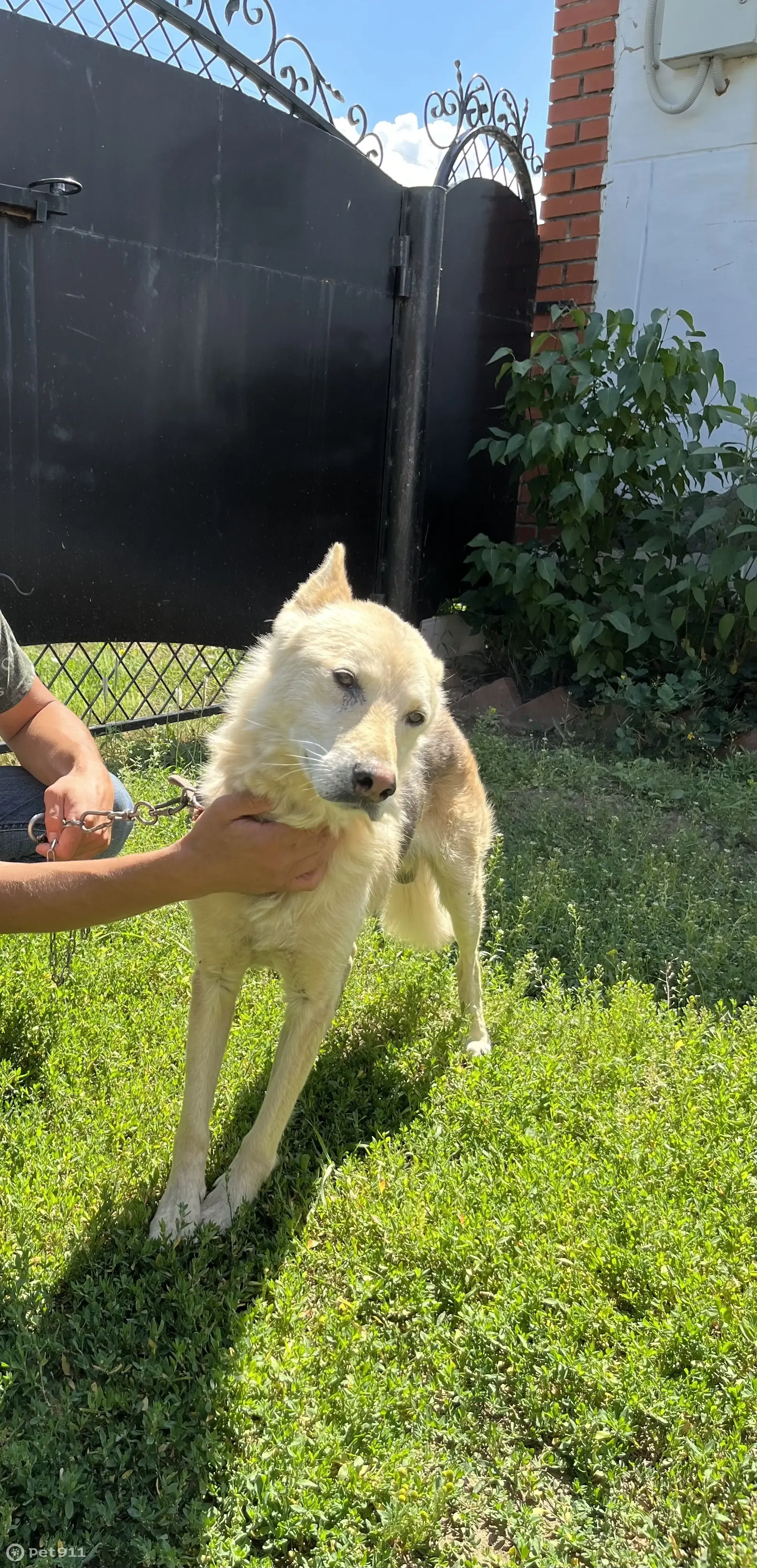 Пропал Рыжий, Гинина, Восточная 2, Нефтекамск - photo