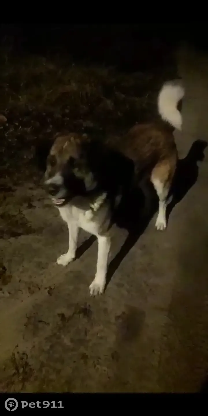 Найдена собака в Антипино, Шатурский - photo