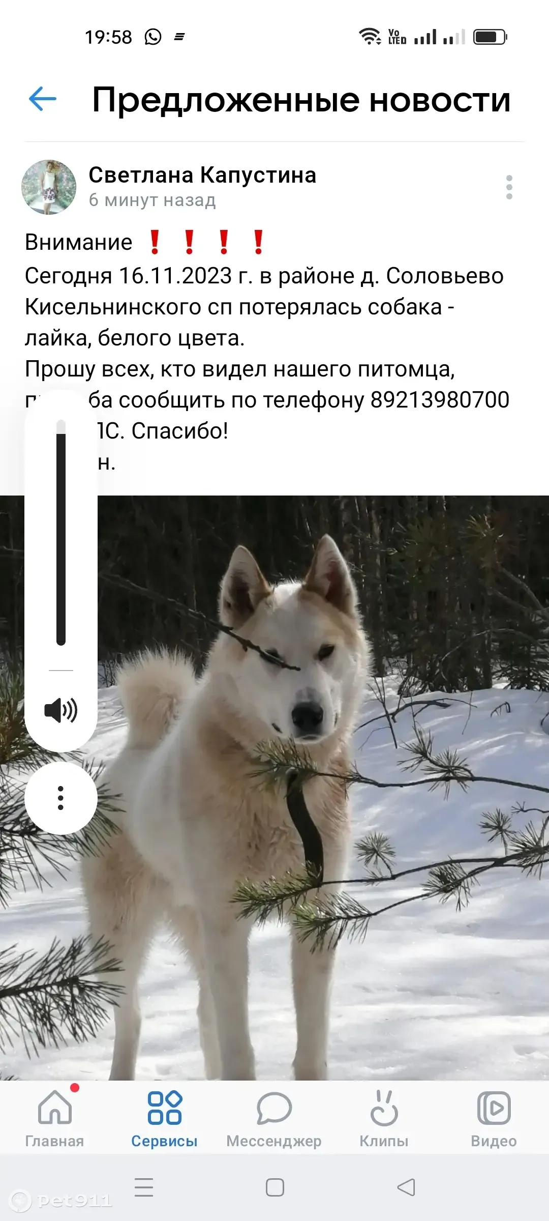 Пропала лайка, Кисельнинское | Pet911.ru