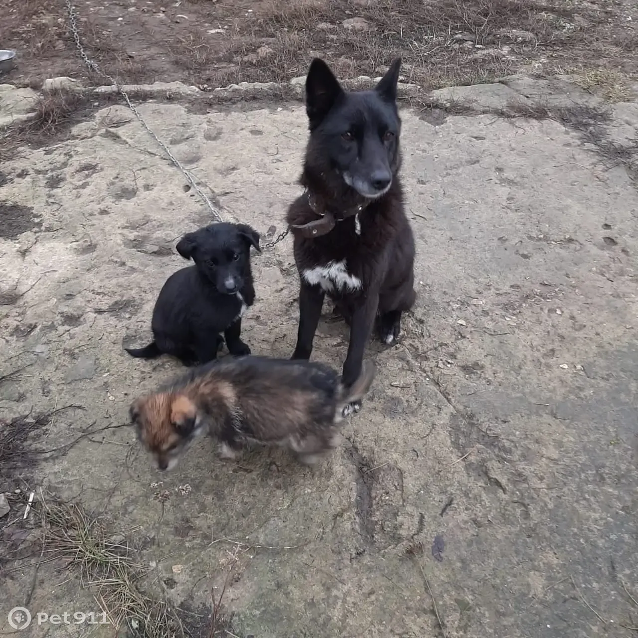 Спасаем щенков и собаку в Казани 🆘 | Pet911.ru