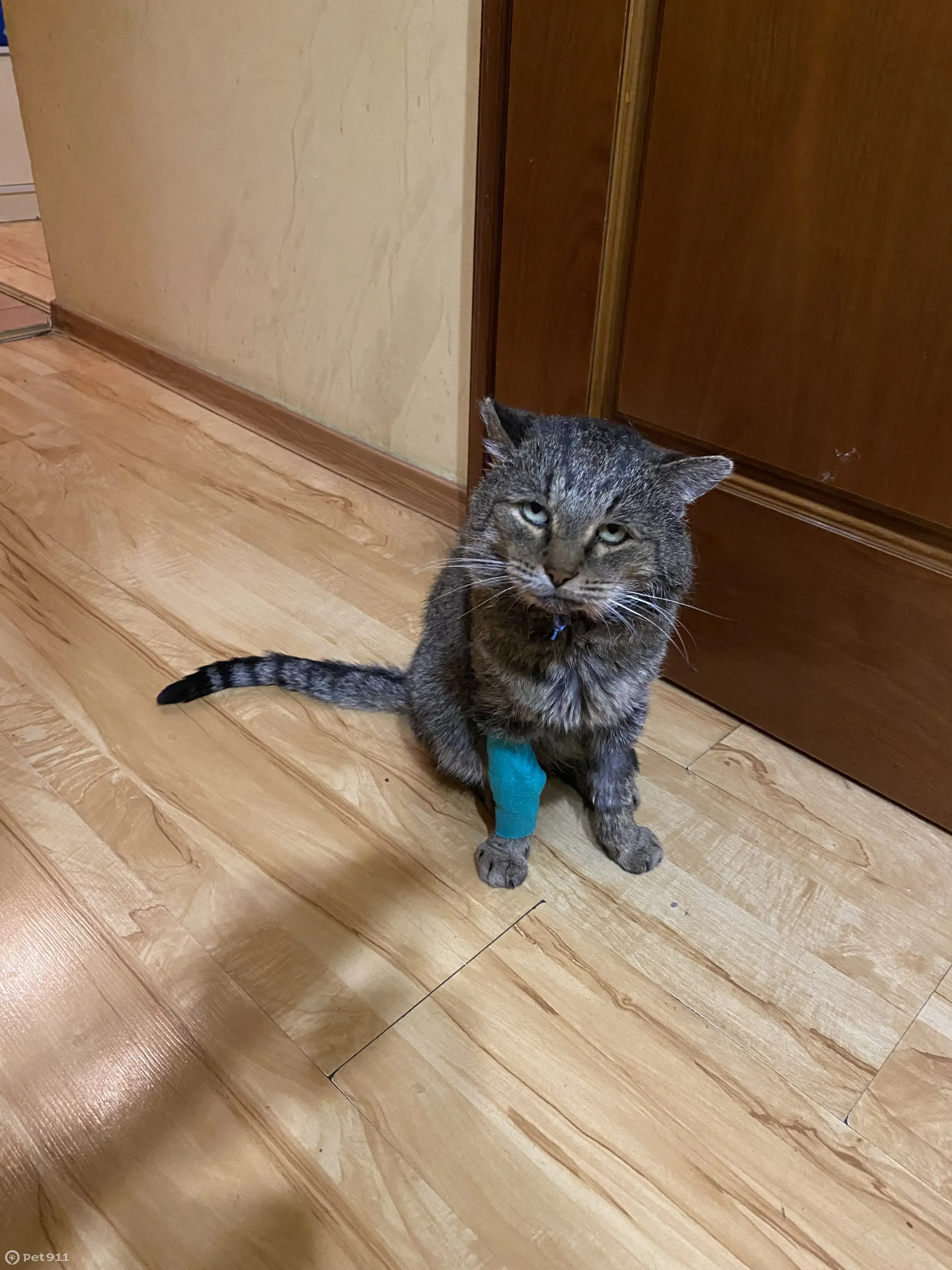 Пропал кот: пр.Машиностроителей, 56 - photo