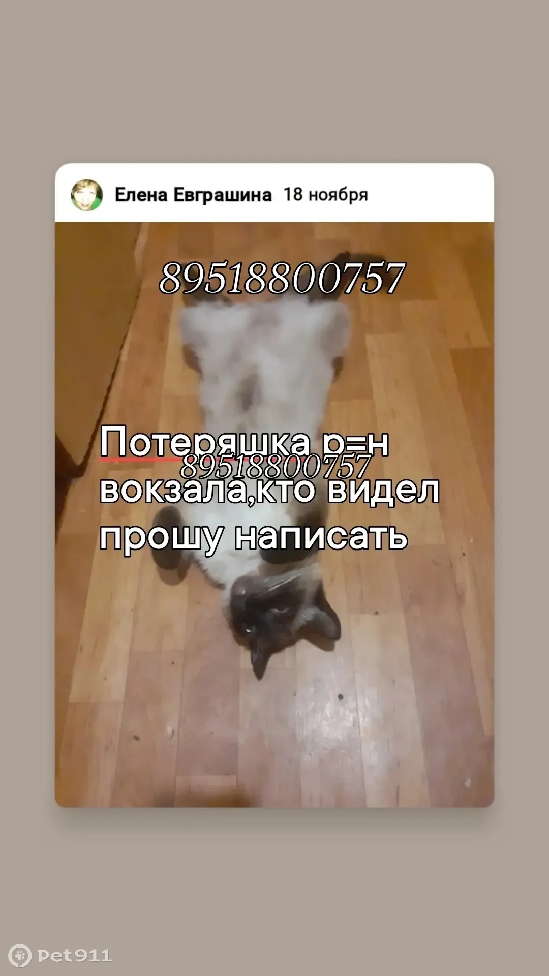 Пропал сиамский кот, ул. Карла Маркса | Pet911.ru