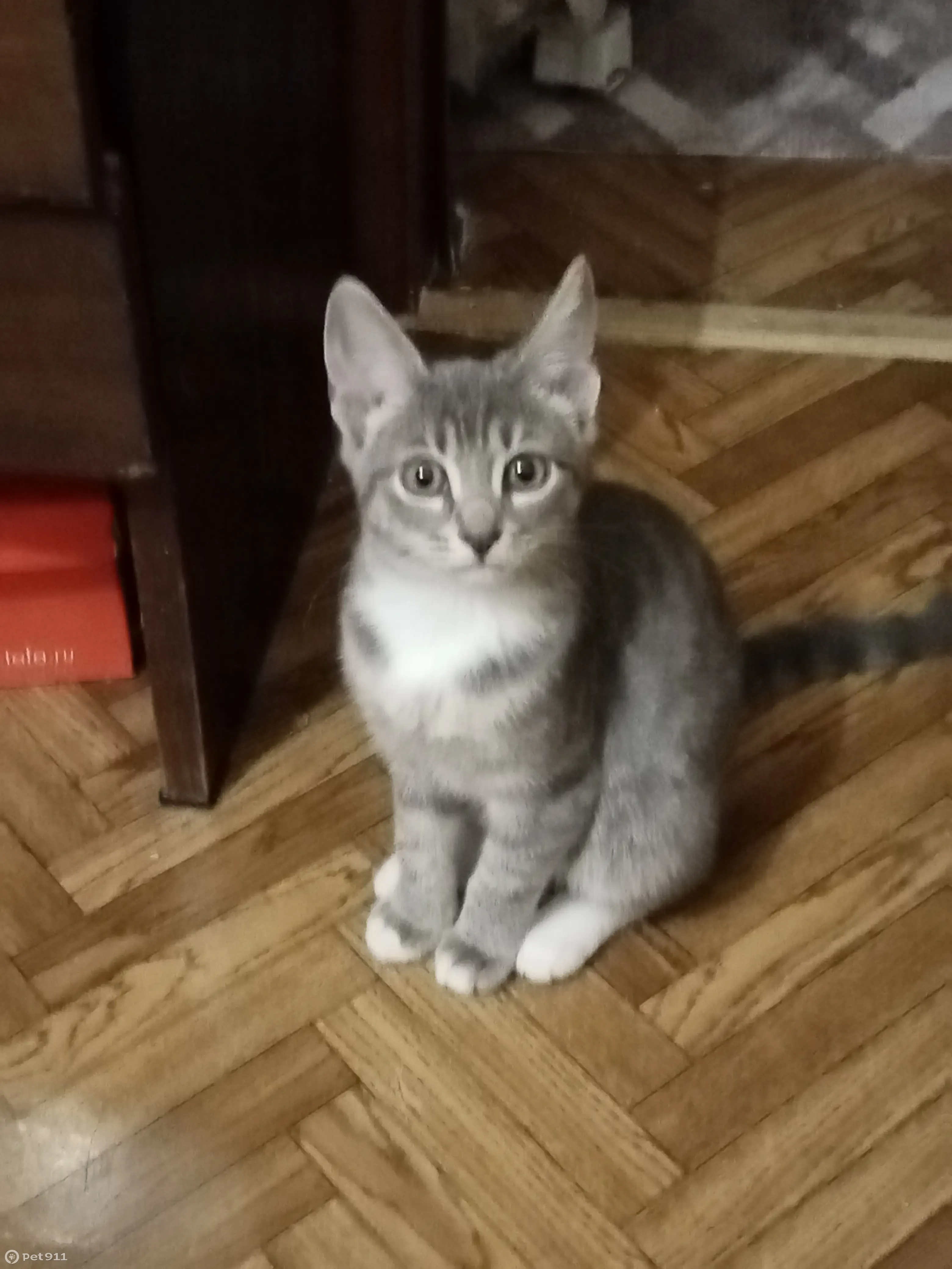 Серый котенок с белыми лапками