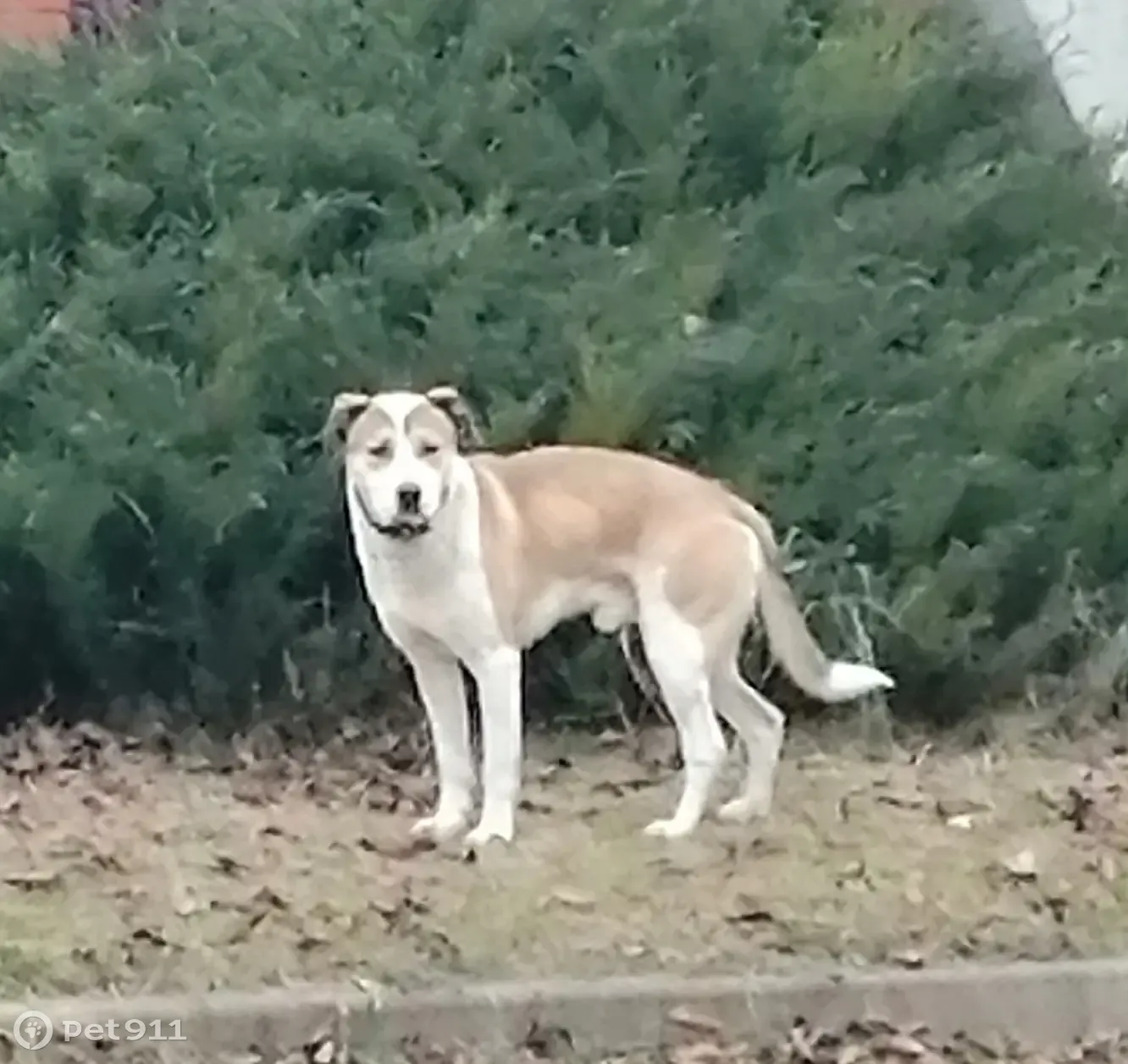 Найдена собака, Набережная ул., Старый Оскол | Pet911.ru