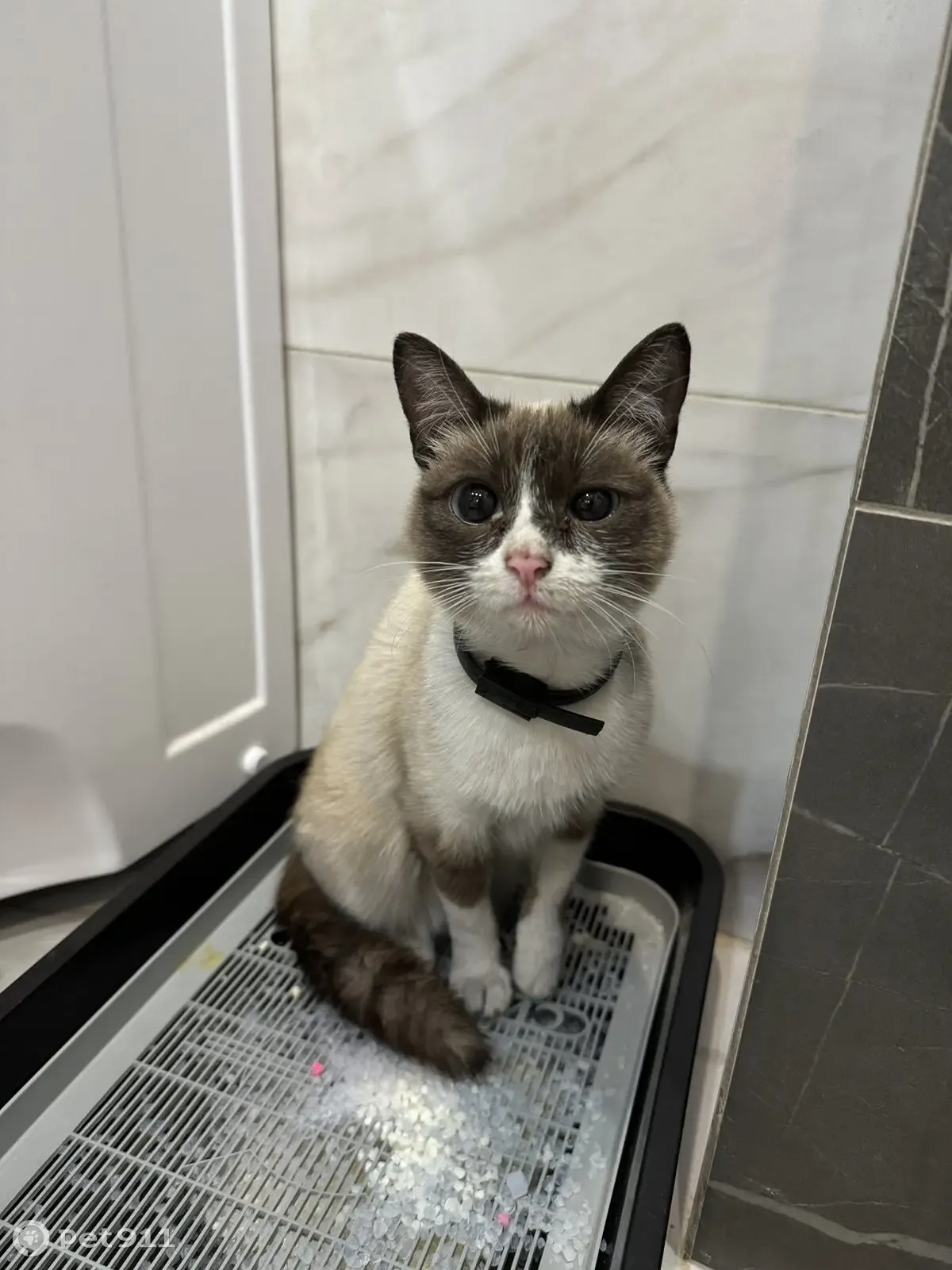 Кошка найдена: Советская 115/3 - photo