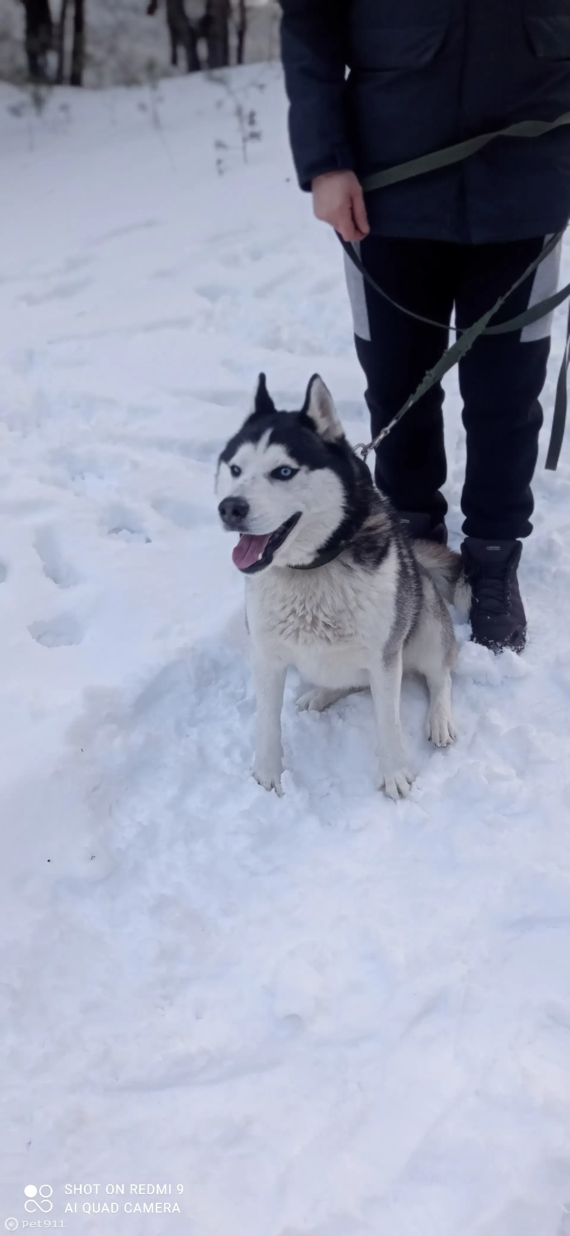 Пропала хаски в Старом Осколе: +79524297026 | Pet911.ru