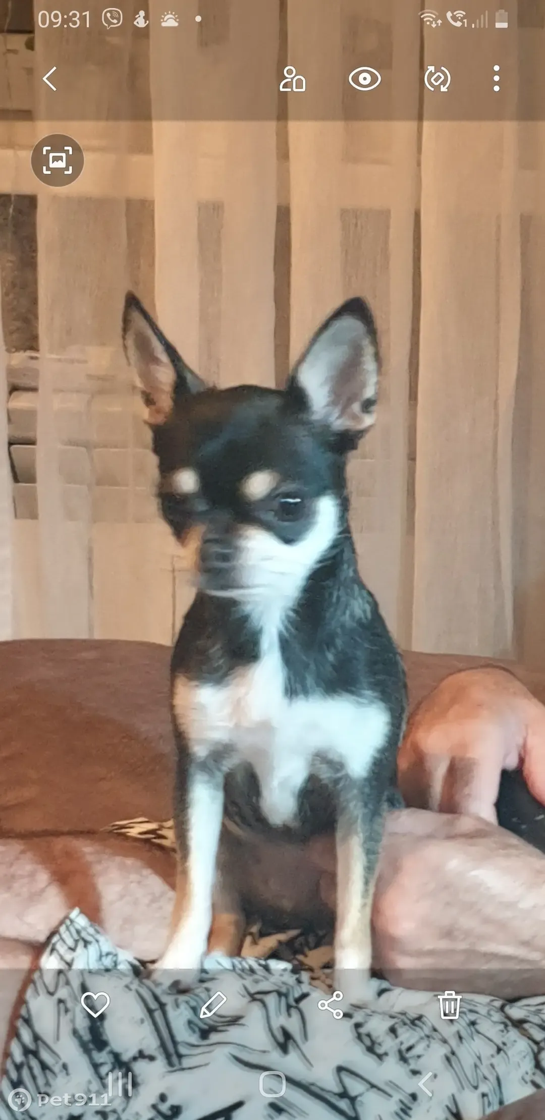 Пропала чихуа, ул. Денисова, 26 - photo