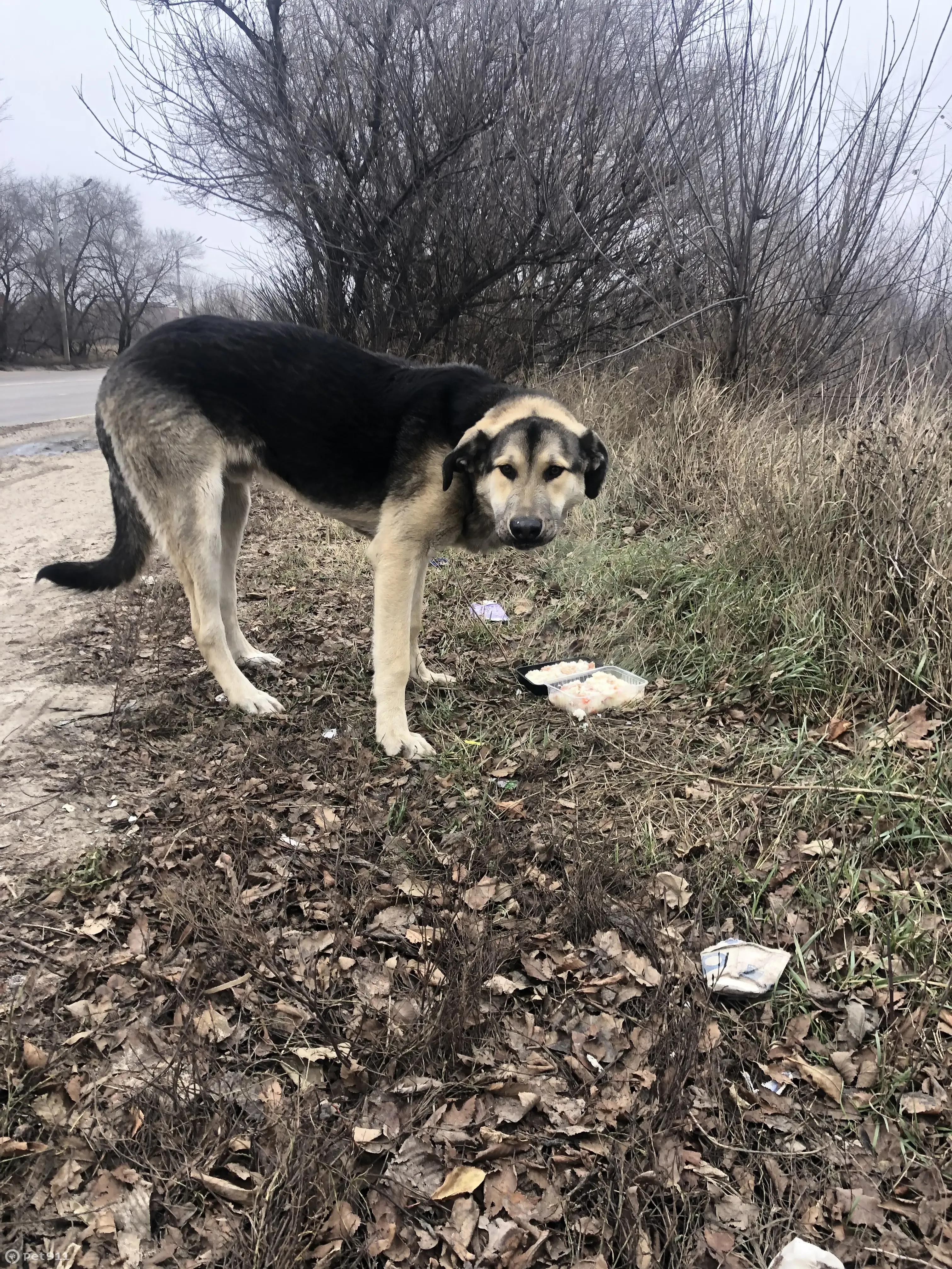 Найдена собака, ул. Ильюшина, Воронеж | Pet911.ru