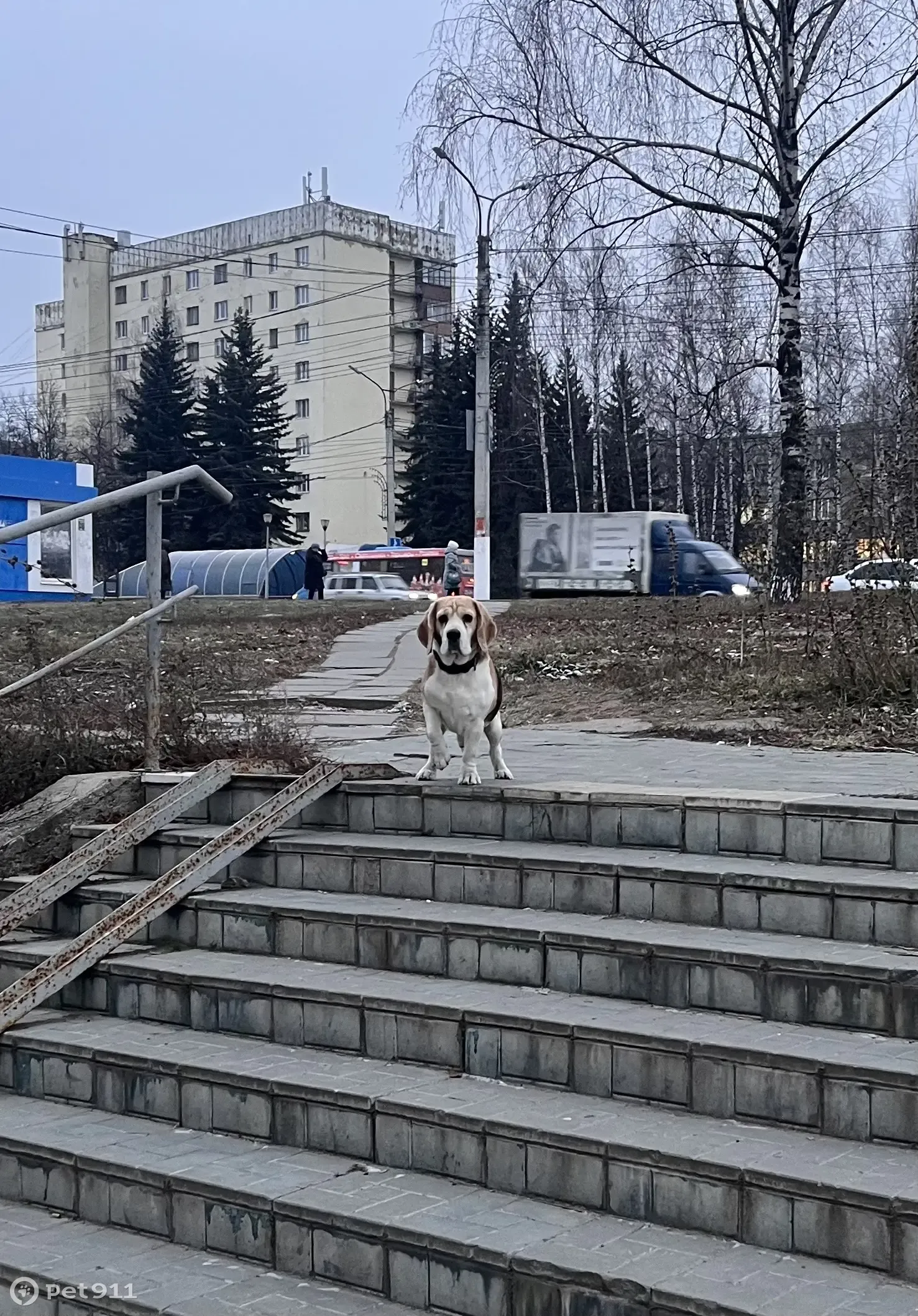 Найдена собака на Якимовской, 2А | Pet911.ru