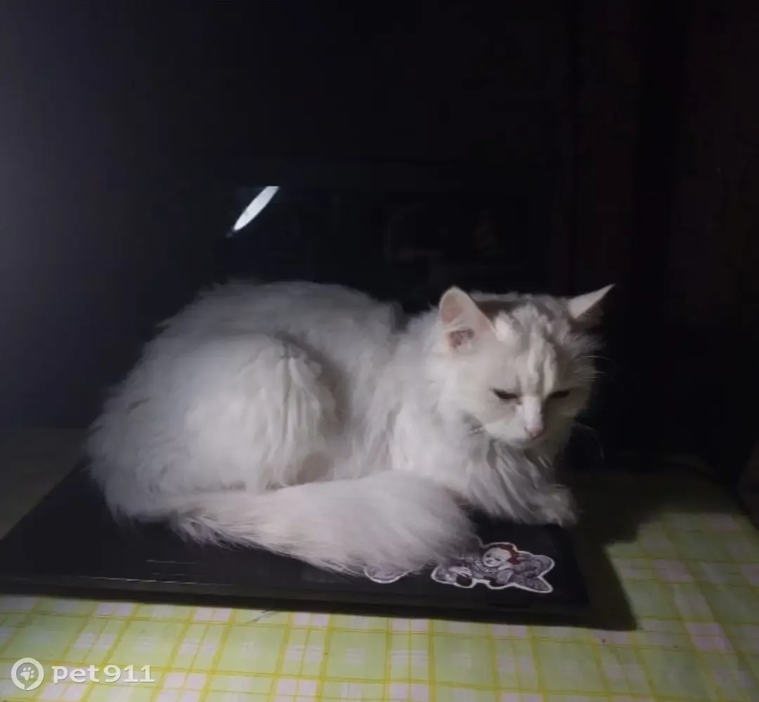 Пропала белая кошка: Будапештская, 3 - photo