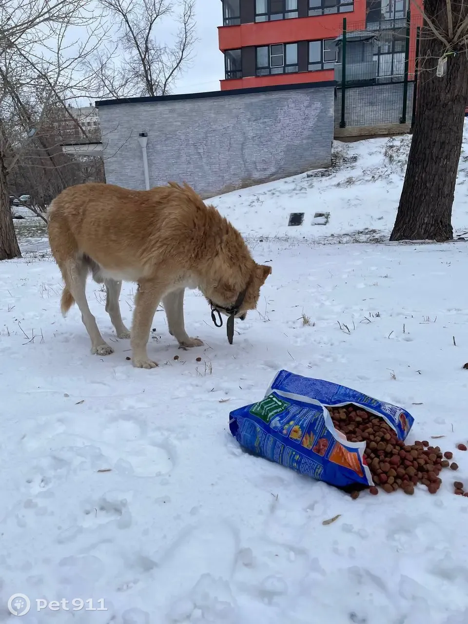 Обнаружена собака: Виз, парк 22 партсъезда | Pet911.ru