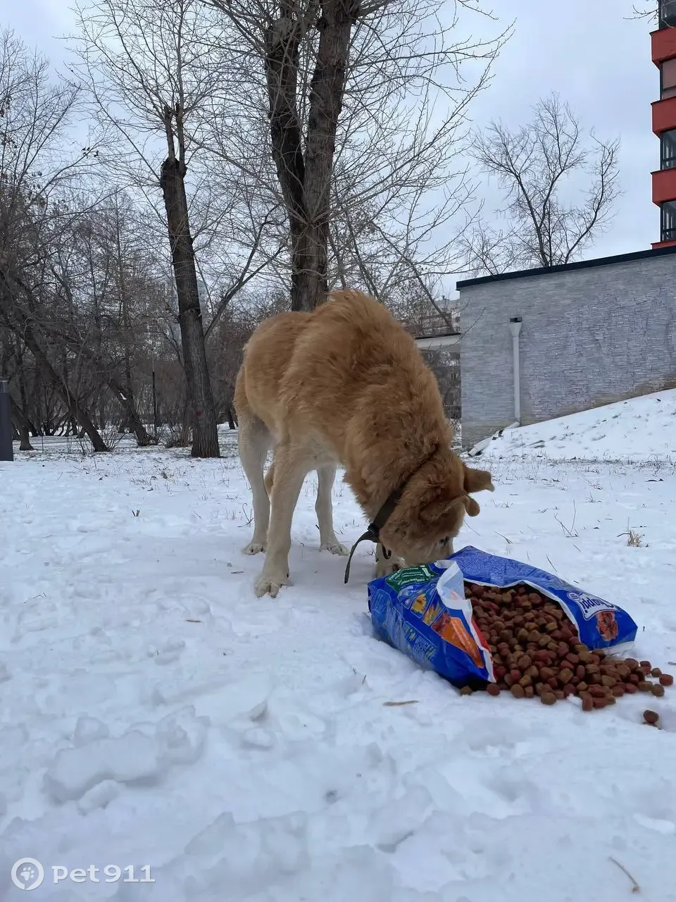 Обнаружена собака: Виз, парк 22 партсъезда | Pet911.ru