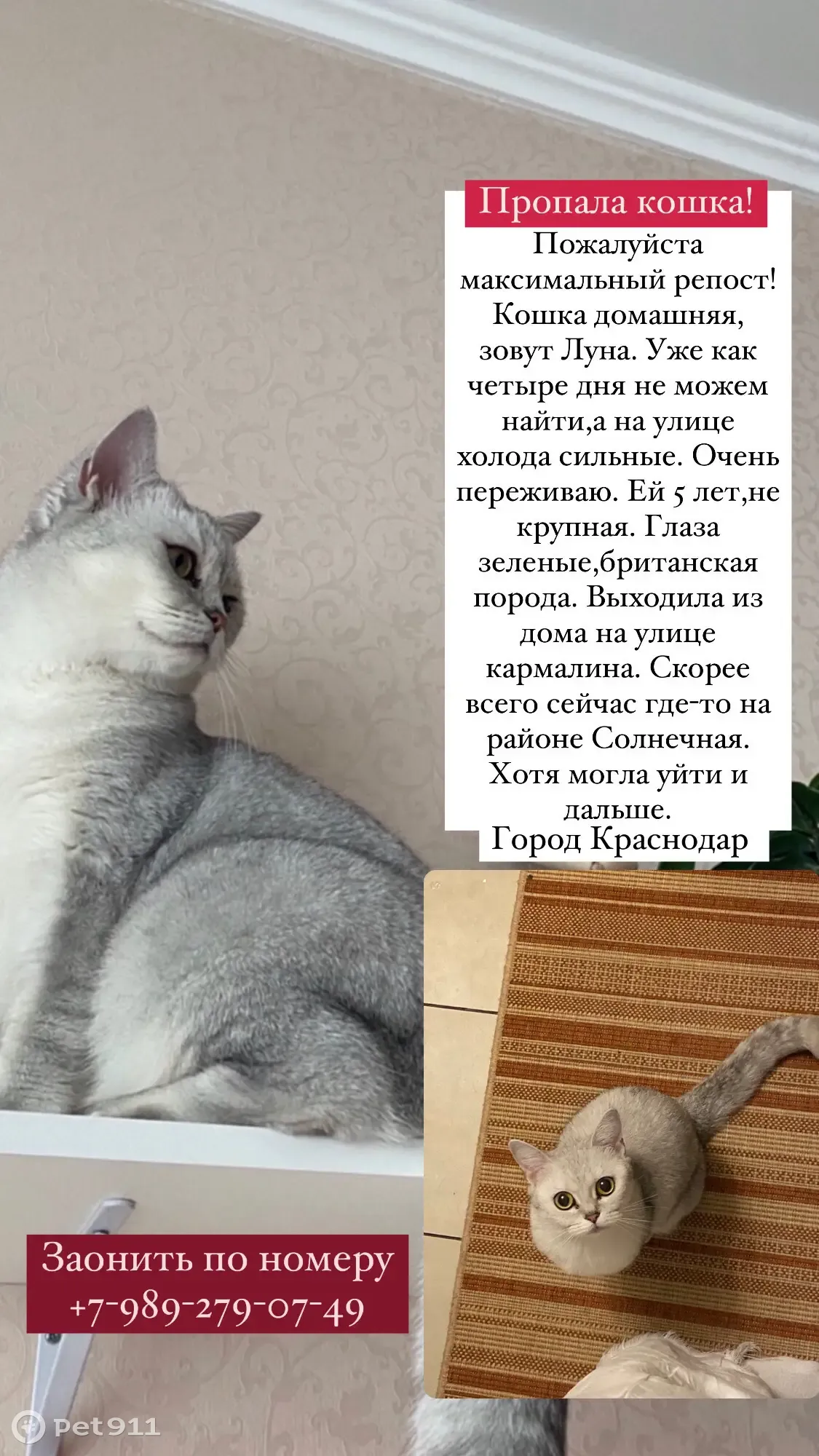 Пропала британка, ул. Кармалина 1/1 | Pet911.ru