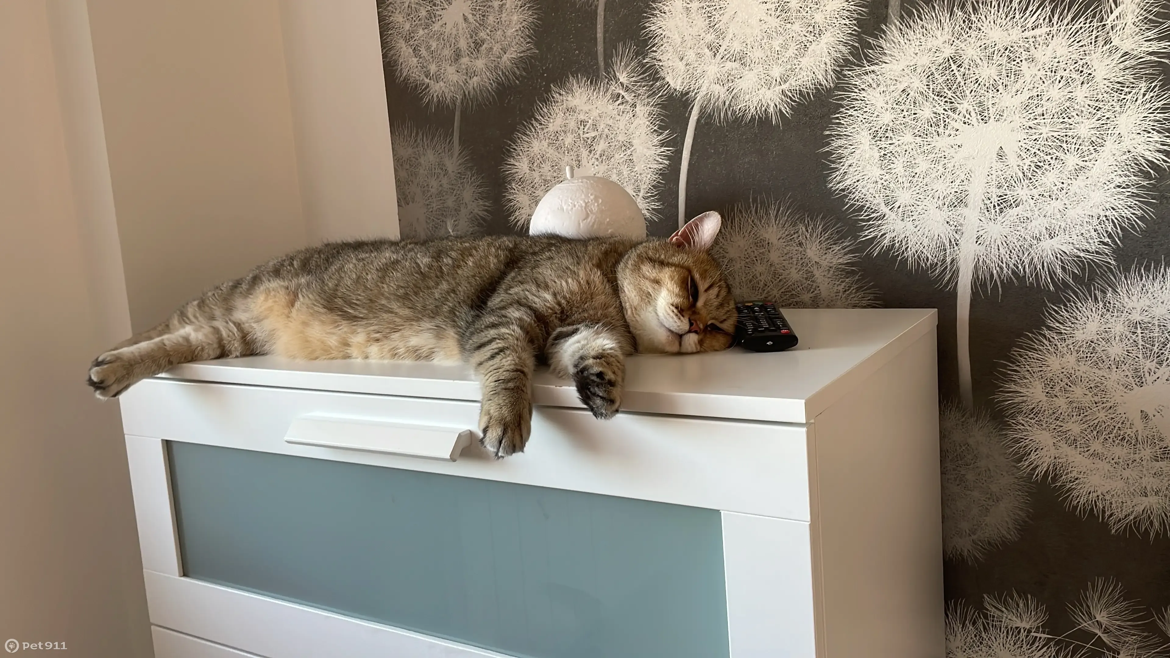 Кошка найдена: Депутатская ул., 63 - photo