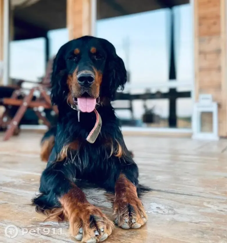 Пропала собака 