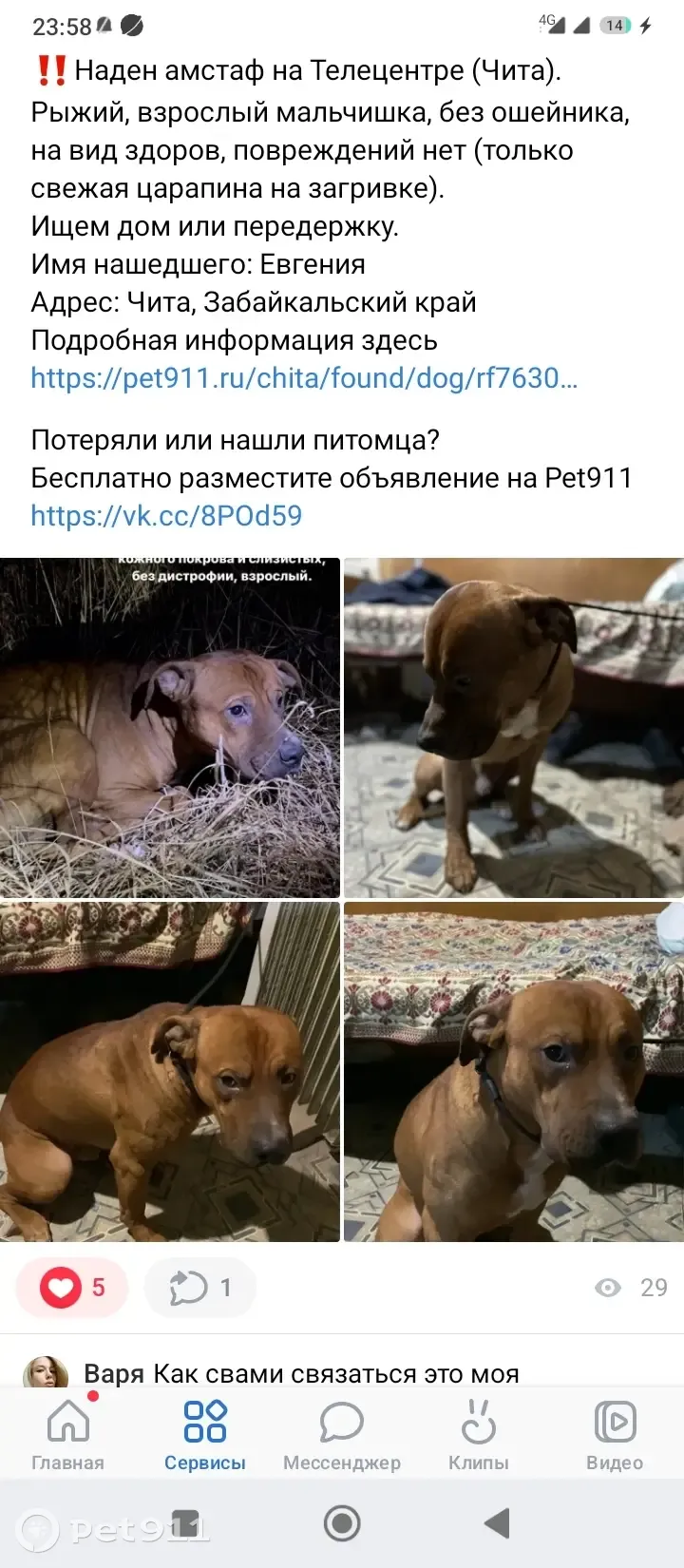 Пропал Амстаф, ул. Курнатовского, 81 | Pet911.ru