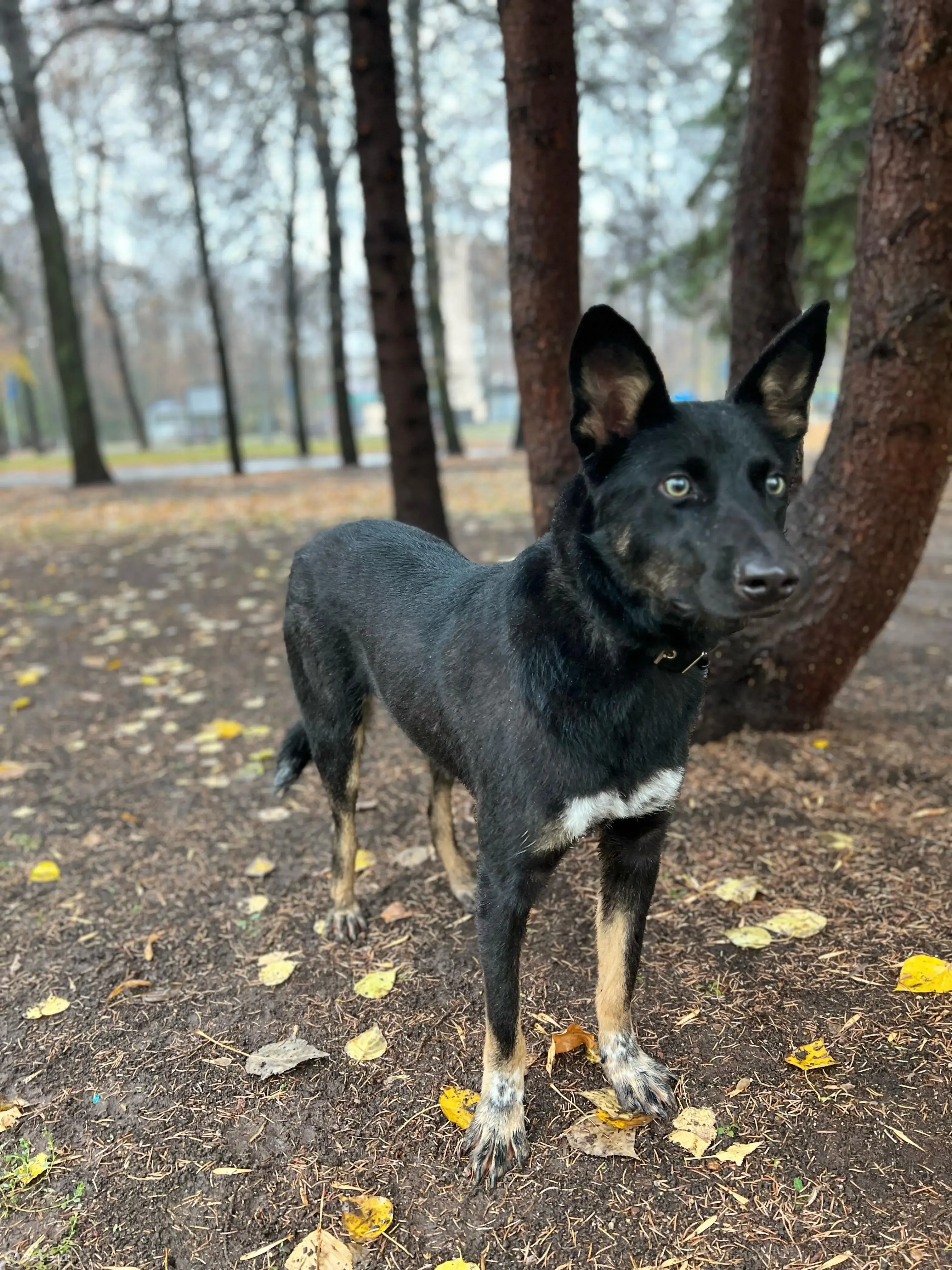 Лидер-собака Марк ищет дом, Уфа | Pet911.ru