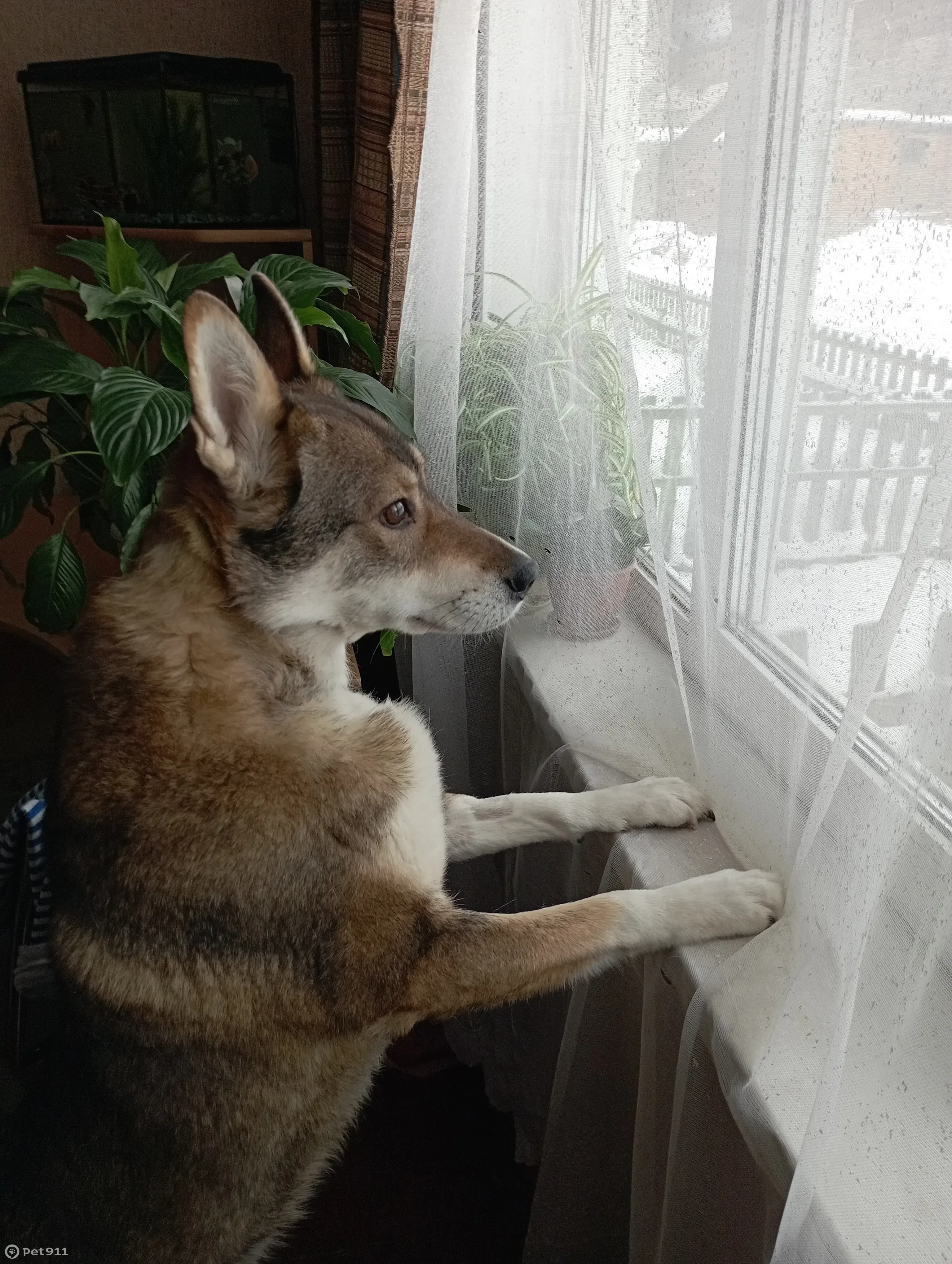 Пропала собака, ул. Бурмагиных, Вологда | Pet911.ru