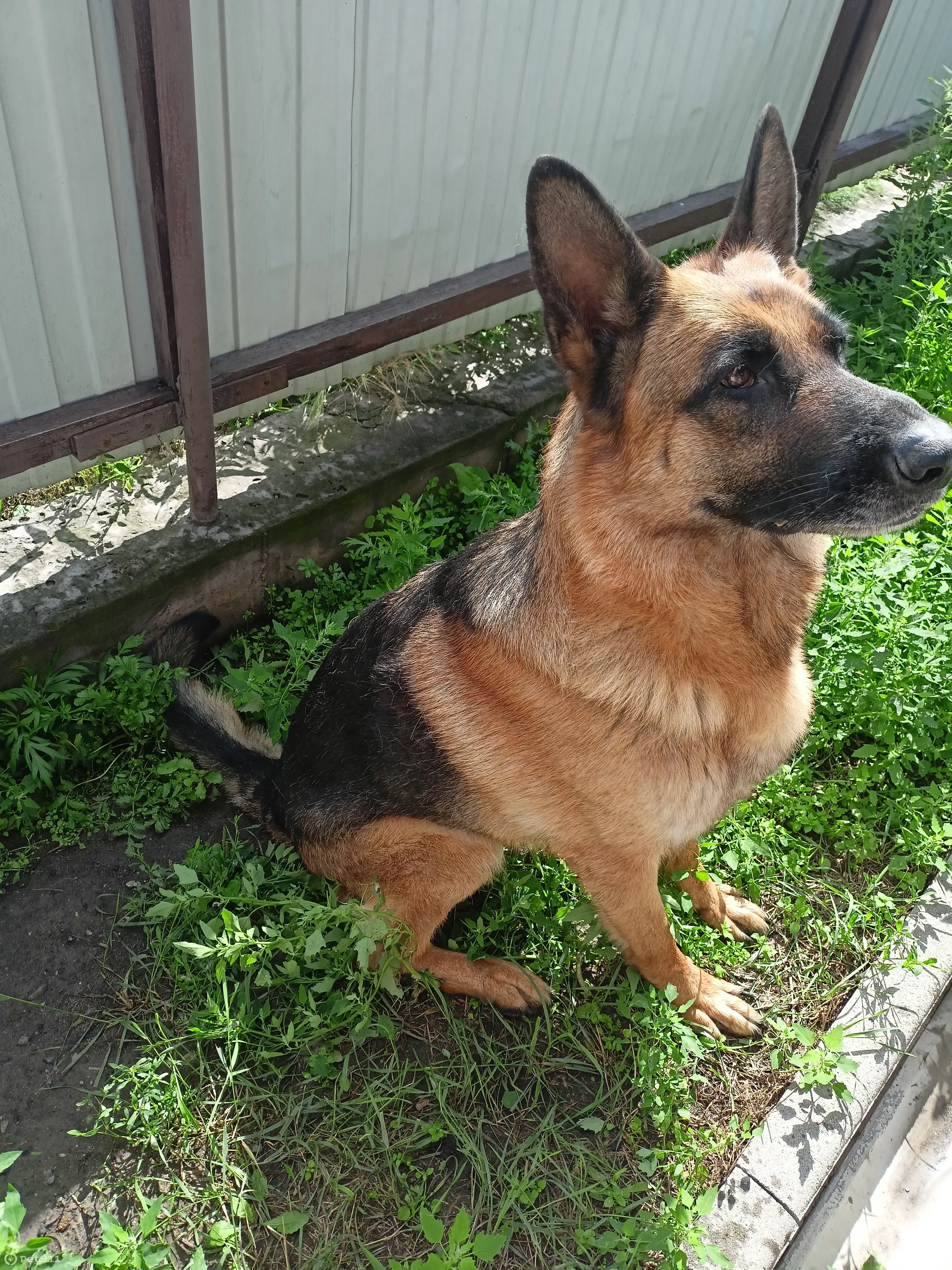 Пропала овчарка, ул. Титова, 198 - photo