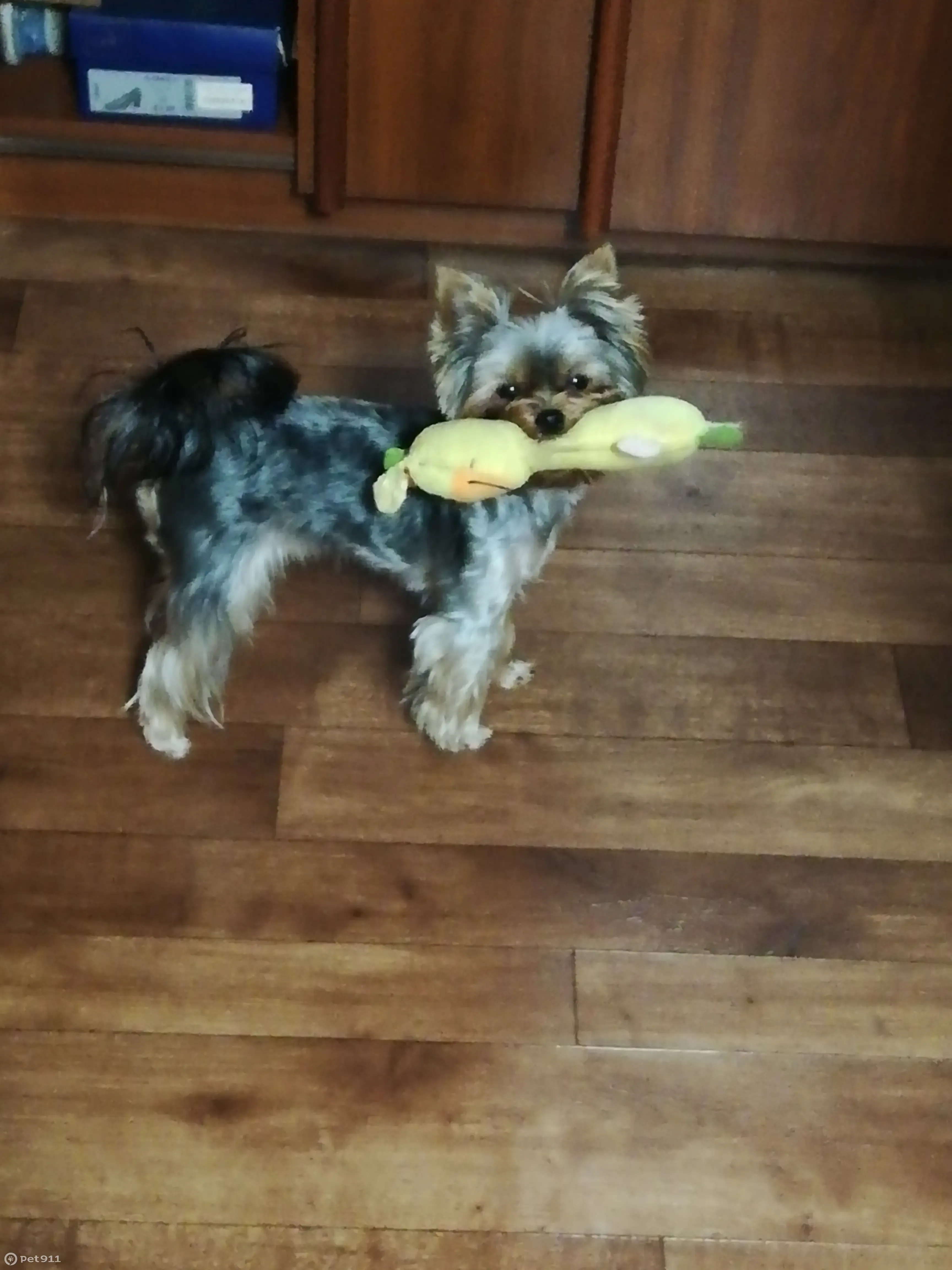 Пропал мини-йорк, Ленина 65, Ленинск-К - photo