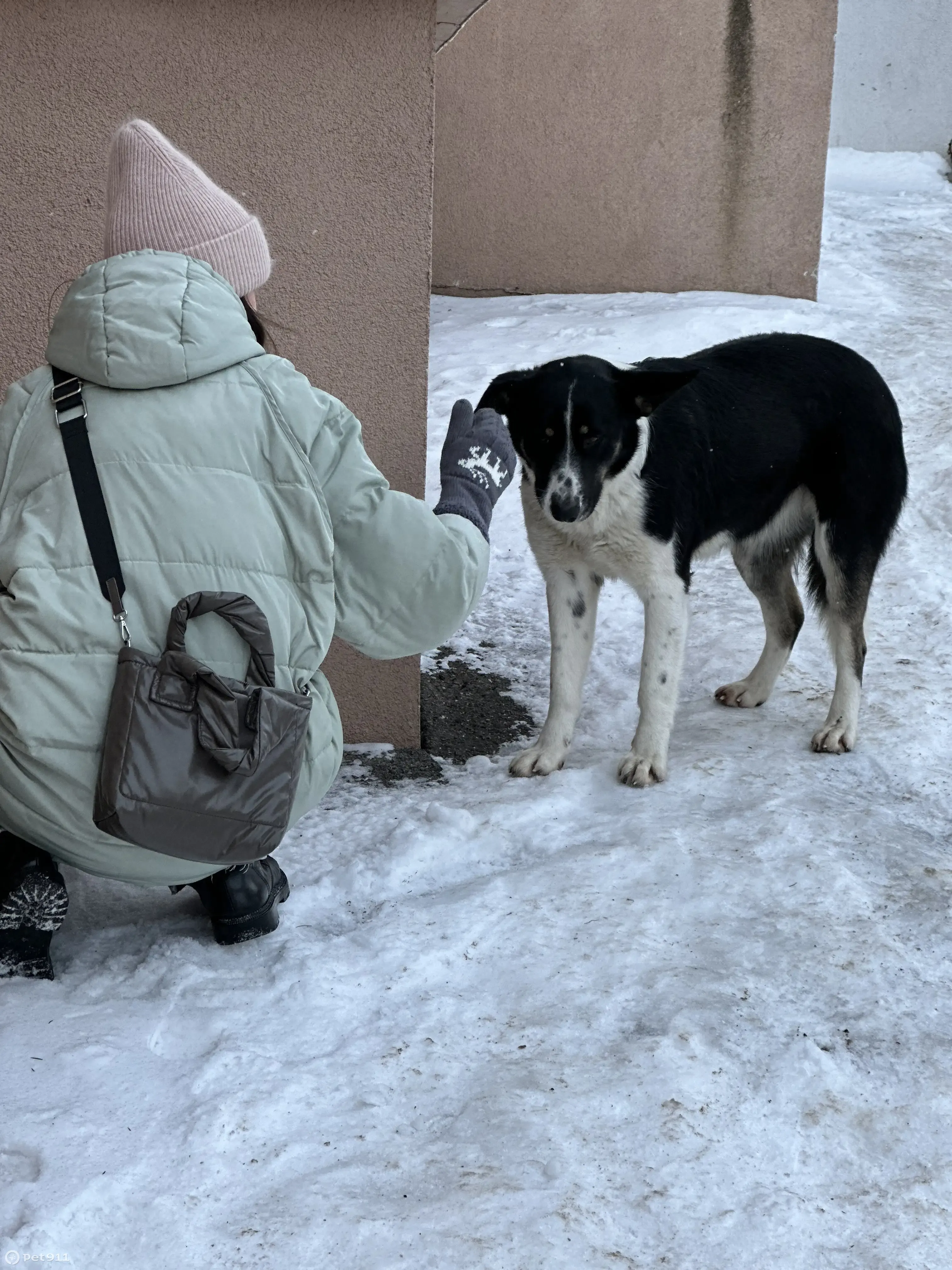 Пропала собака: ЖК Царицынский, Саратов | Pet911.ru