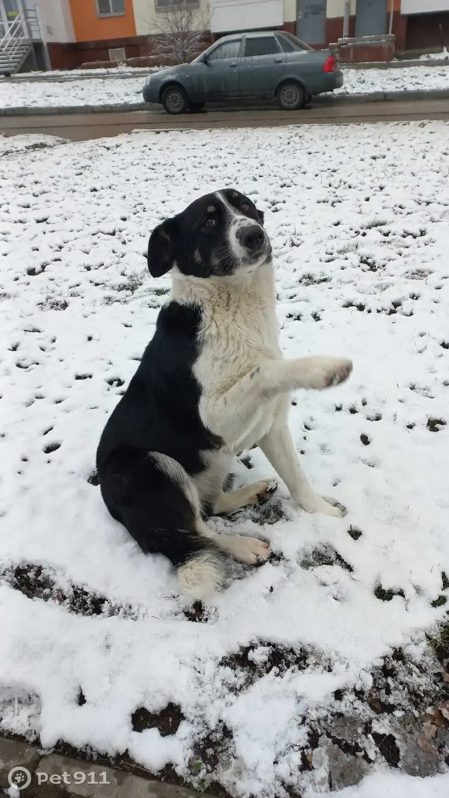 Пропала собака: ЖК Царицынский, Саратов | Pet911.ru