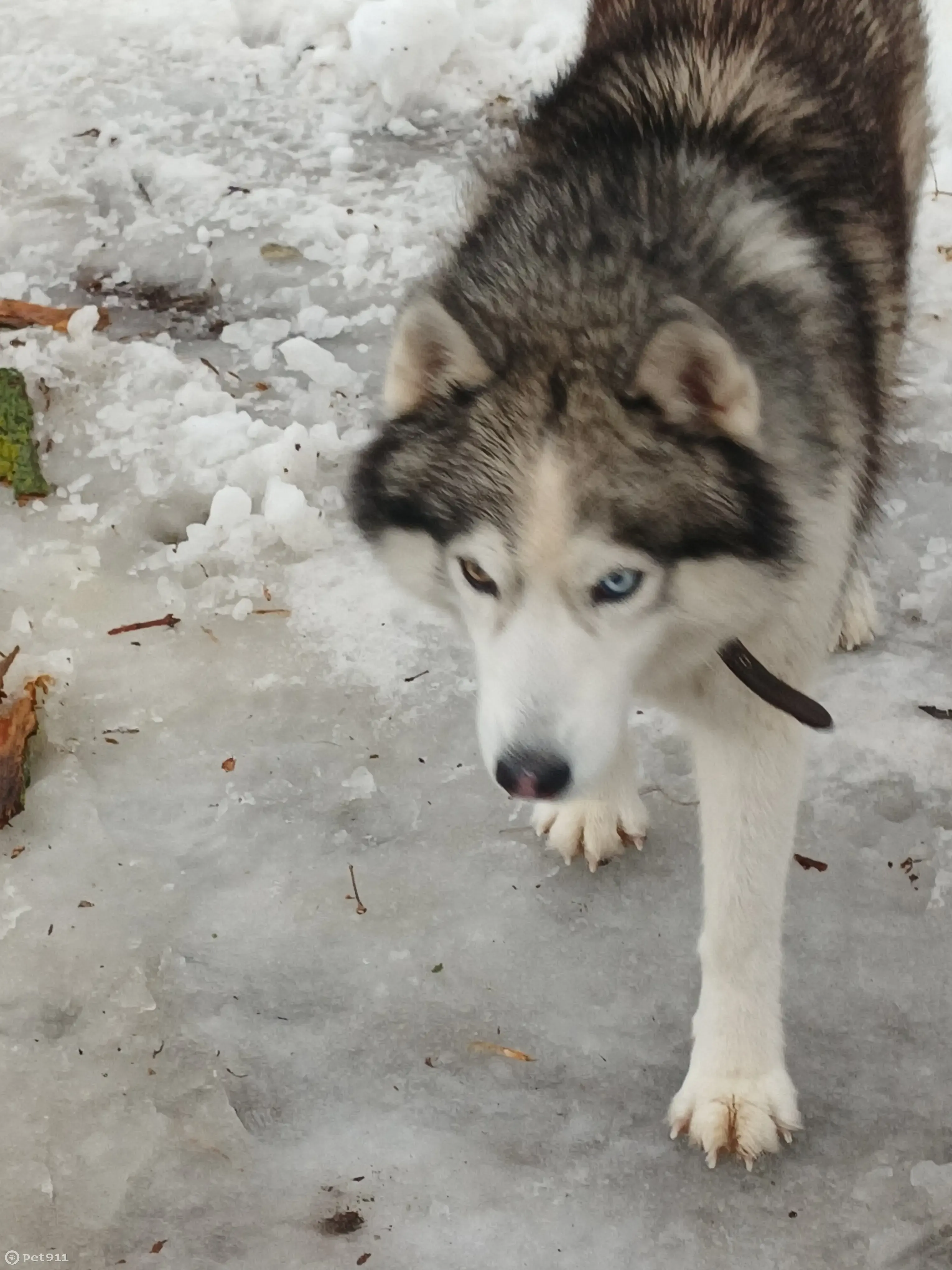 Найден хаски: Дачная ул., 25, Саратов | Pet911.ru