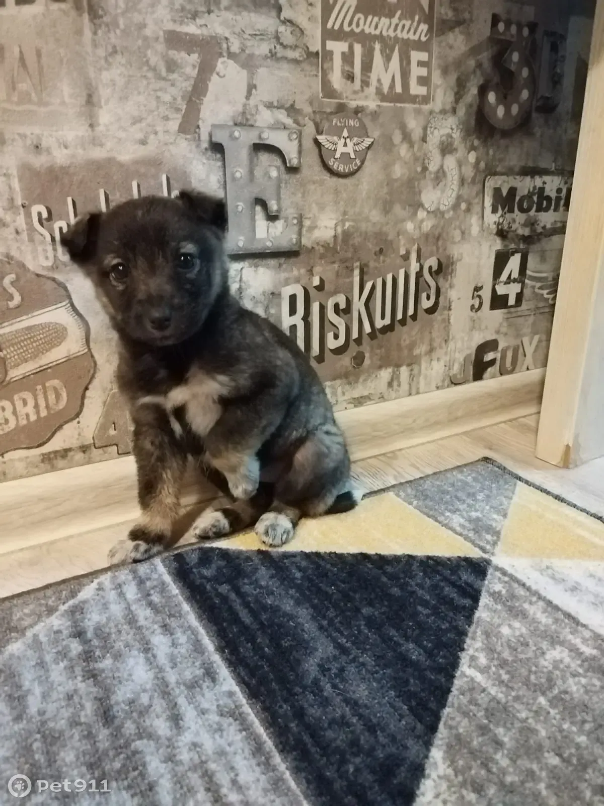 Щенок ищет дом: Школьная, Шипуново - photo