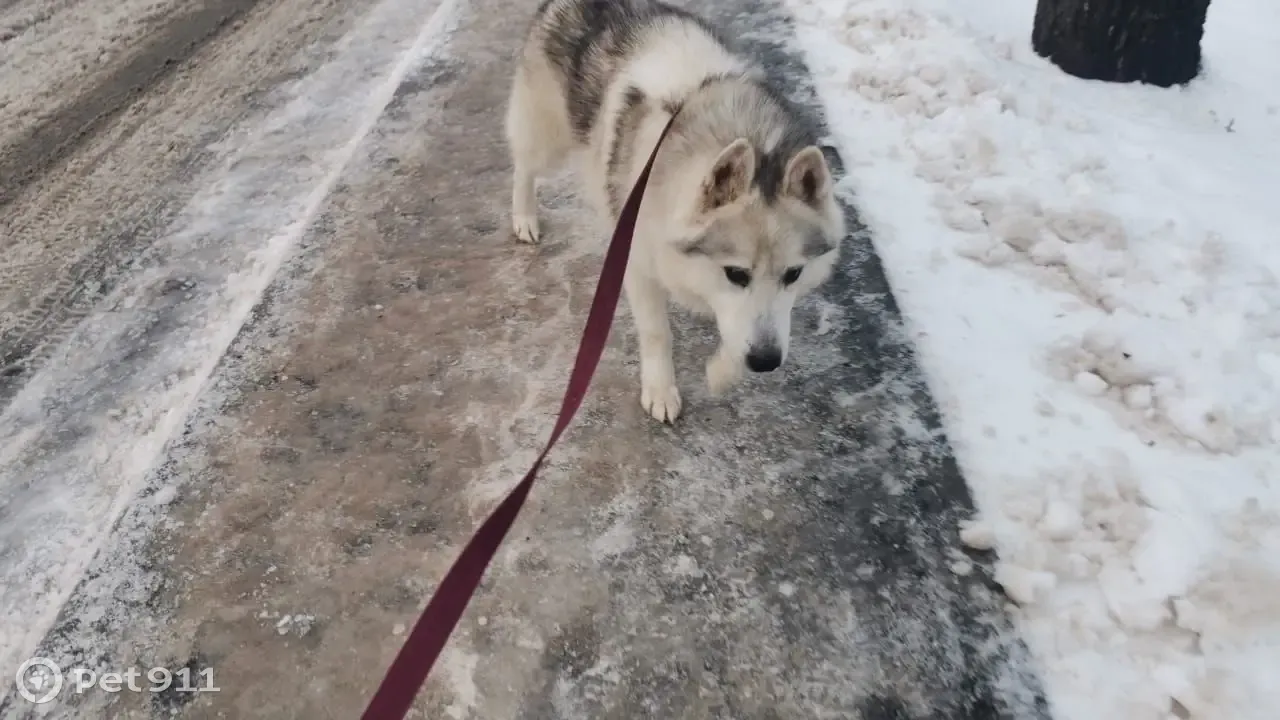 Слепой хаски ищет дом, Шумерля | Pet911.ru