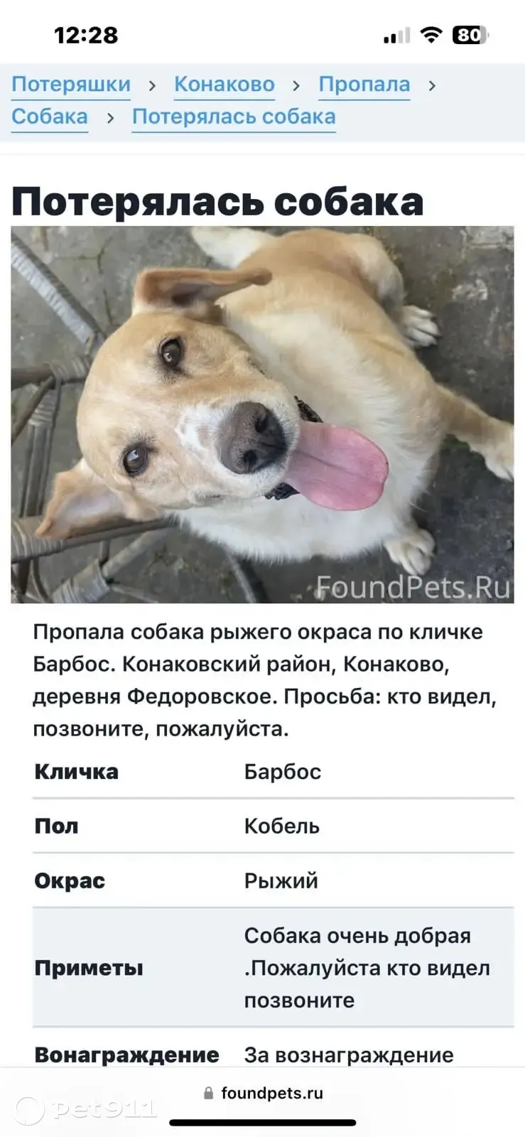 Пропала собака, Фёдоровское, 8-910-843-17-00 - photo
