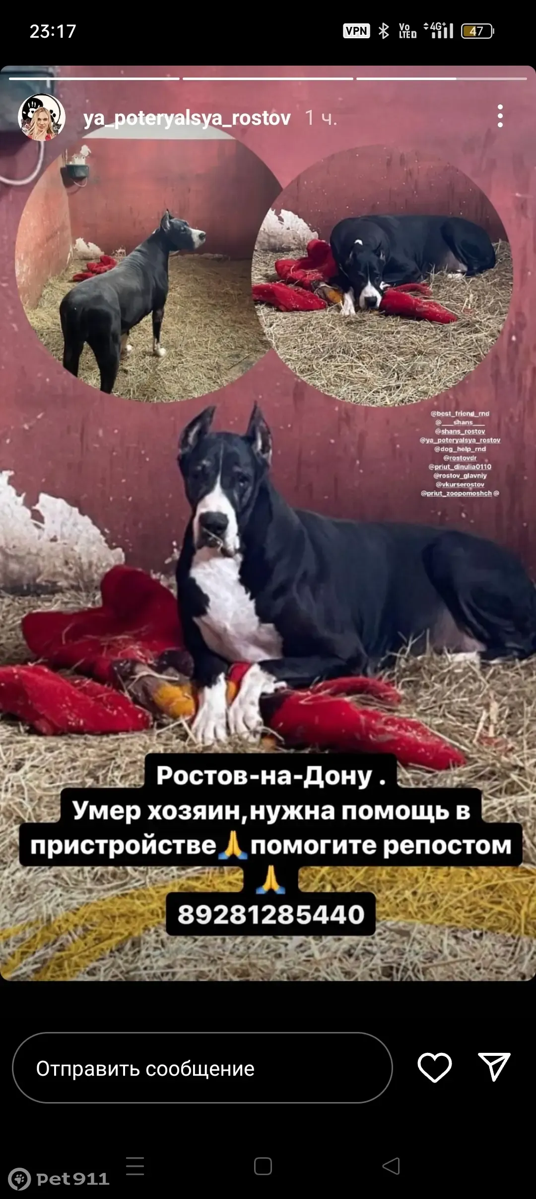 Найдена собака, Большая Садовая, Ростов | Pet911.ru