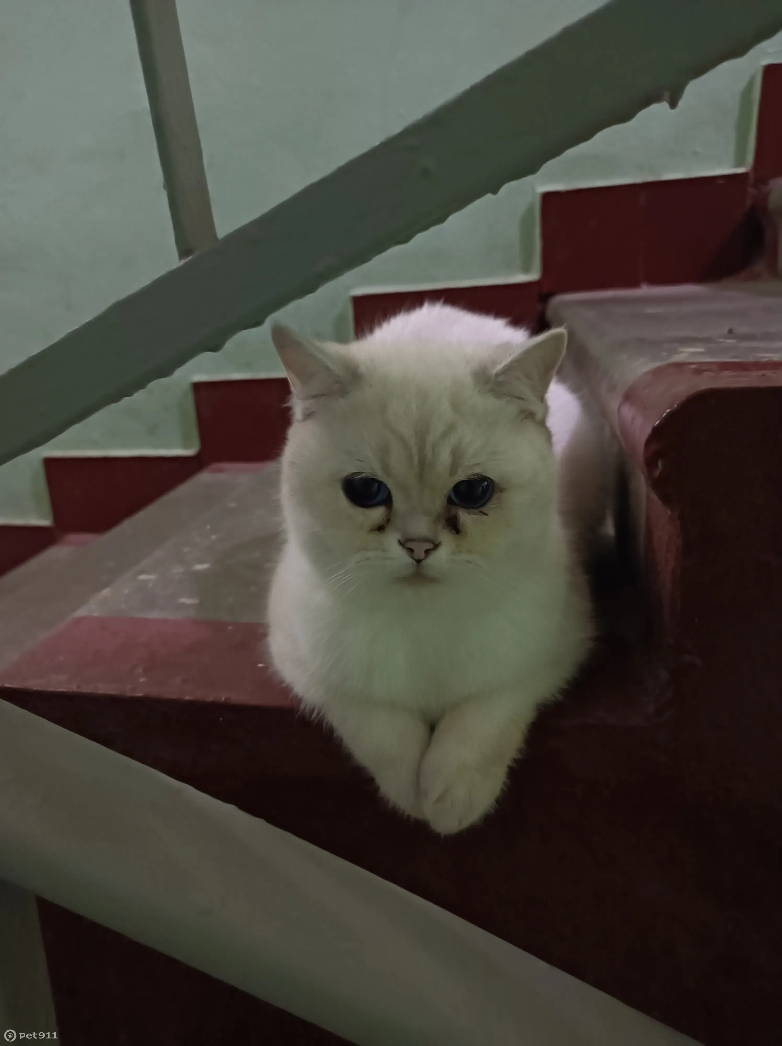 Найдена кошка: Соколиной Горы, 8к1 - photo