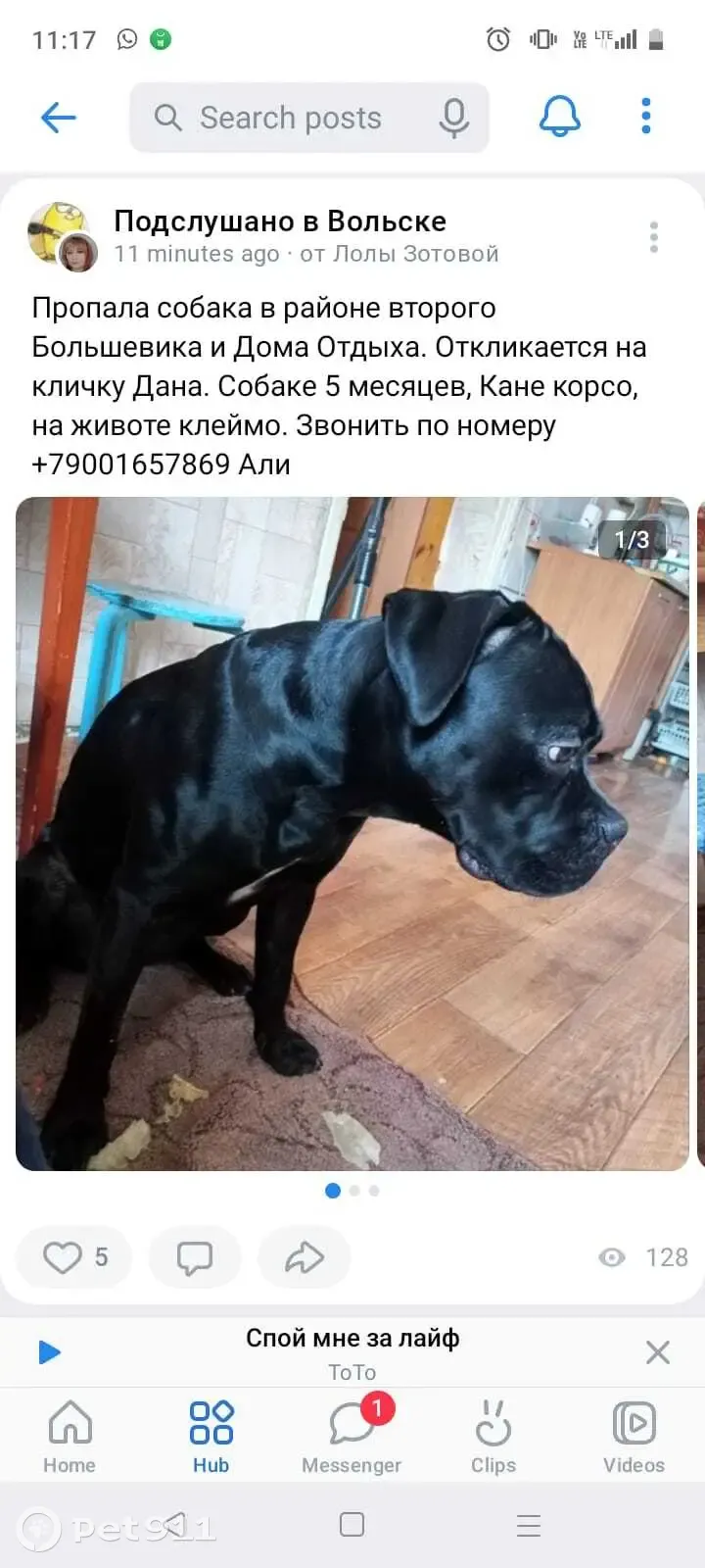 Пропала кане корса, Плеханова 4А - photo