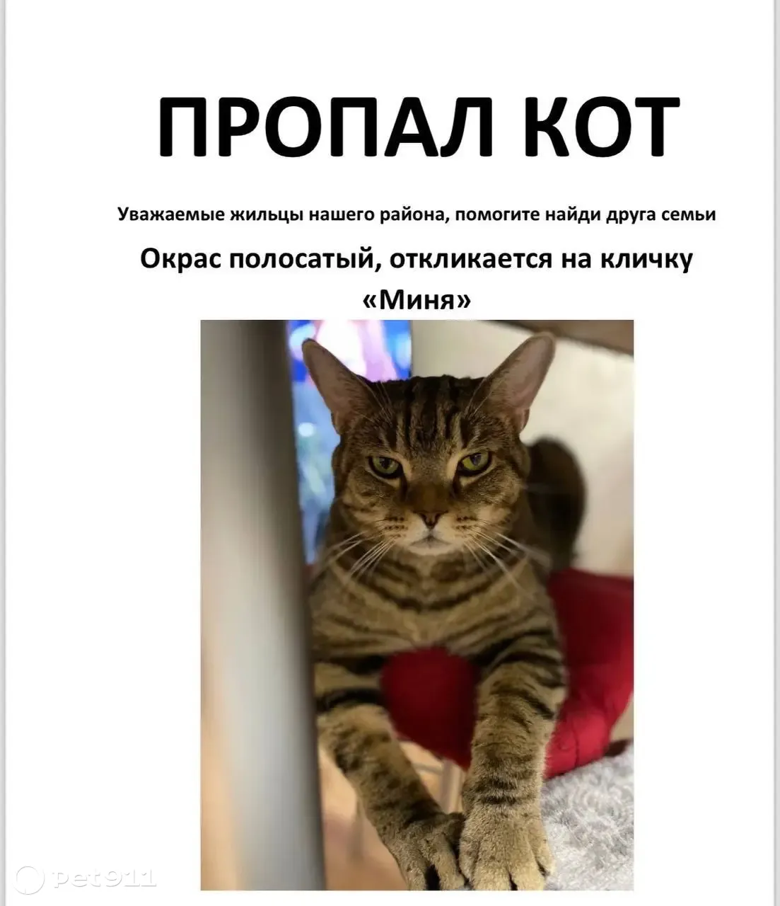 Пропал кот, ул. Зорге, 105 | Pet911.ru