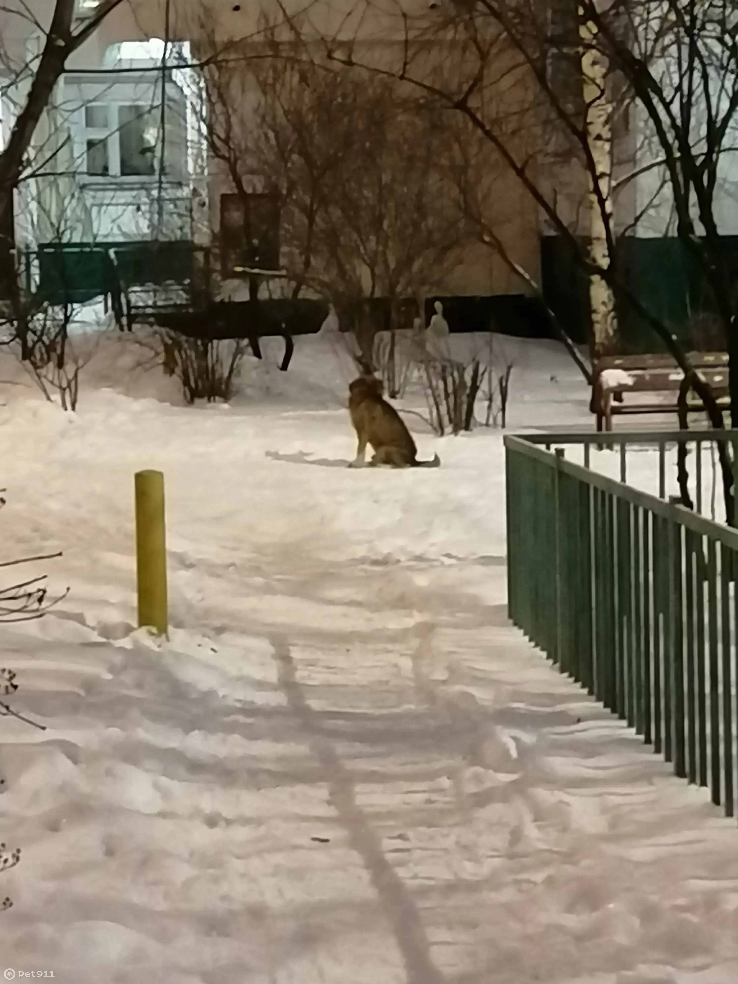 Найдена собака: Коровинское ш., 5 к2 | Pet911.ru