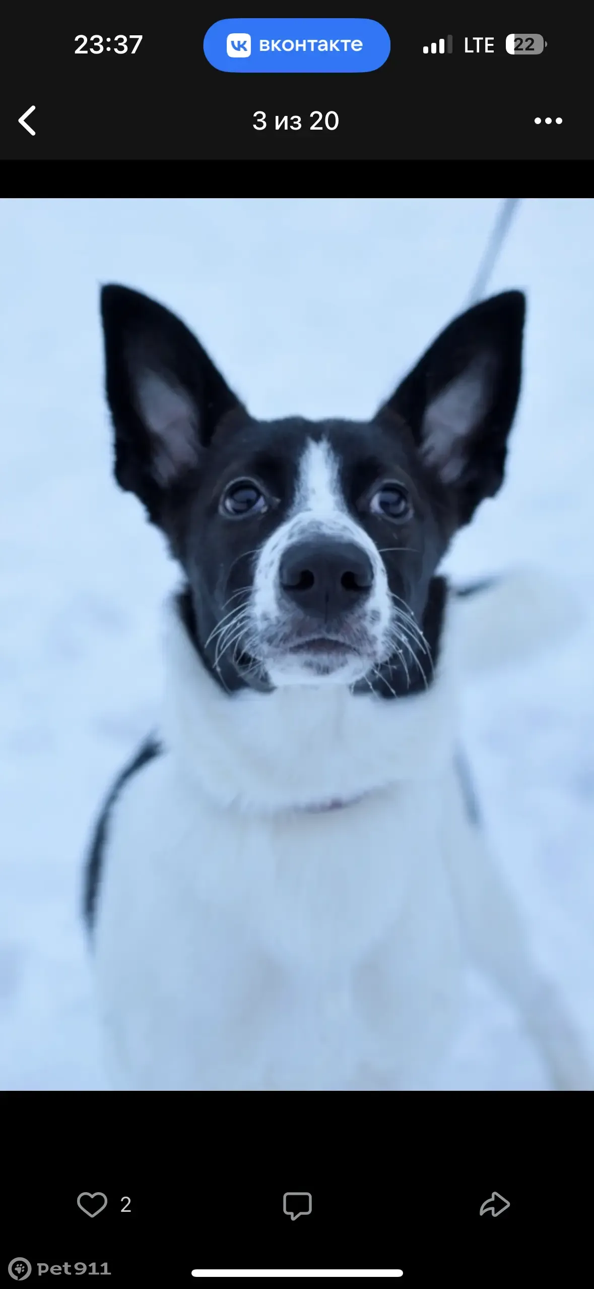 Пропала собака у Пятёрочки, Филёвская 35 | Pet911.ru