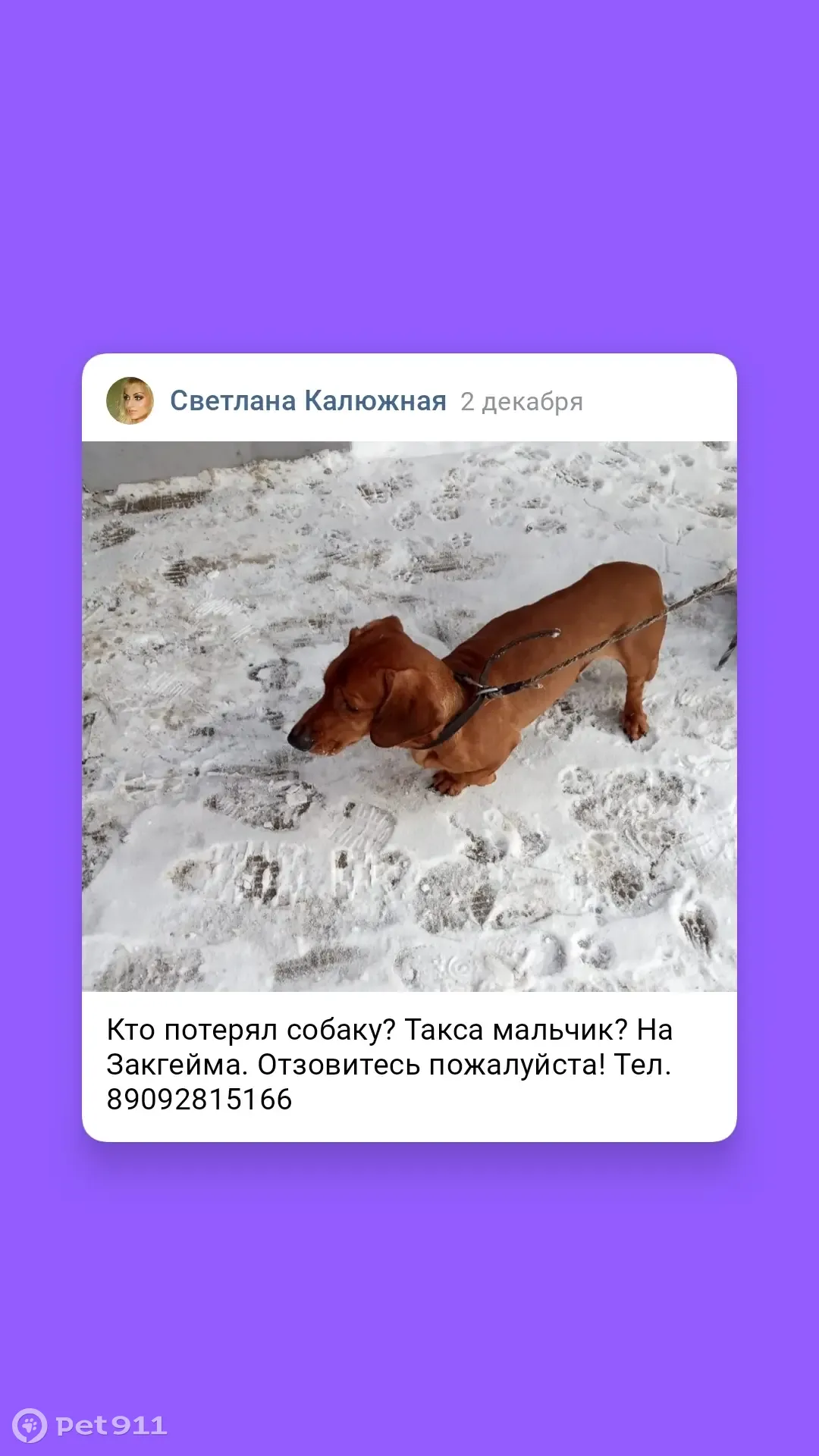 Найдена такса, Маланова, 12А, Ярославль | Pet911.ru