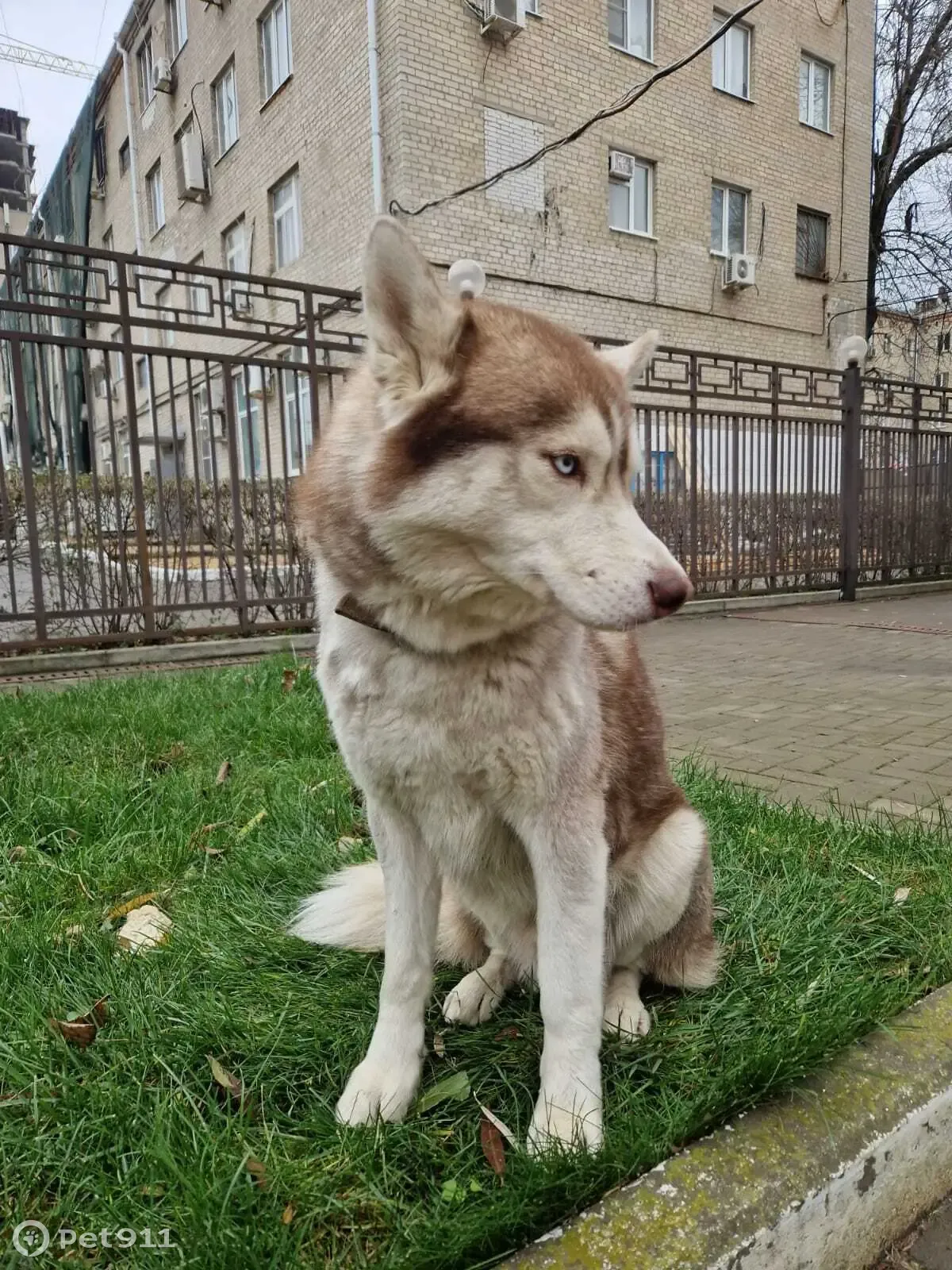 Найден хаски, Горького, Ростов-на-Дону | Pet911.ru