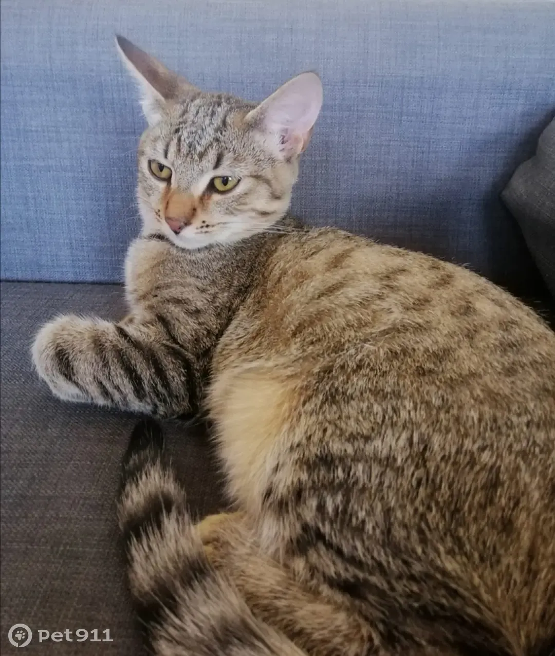 Камышовый окрас кошки