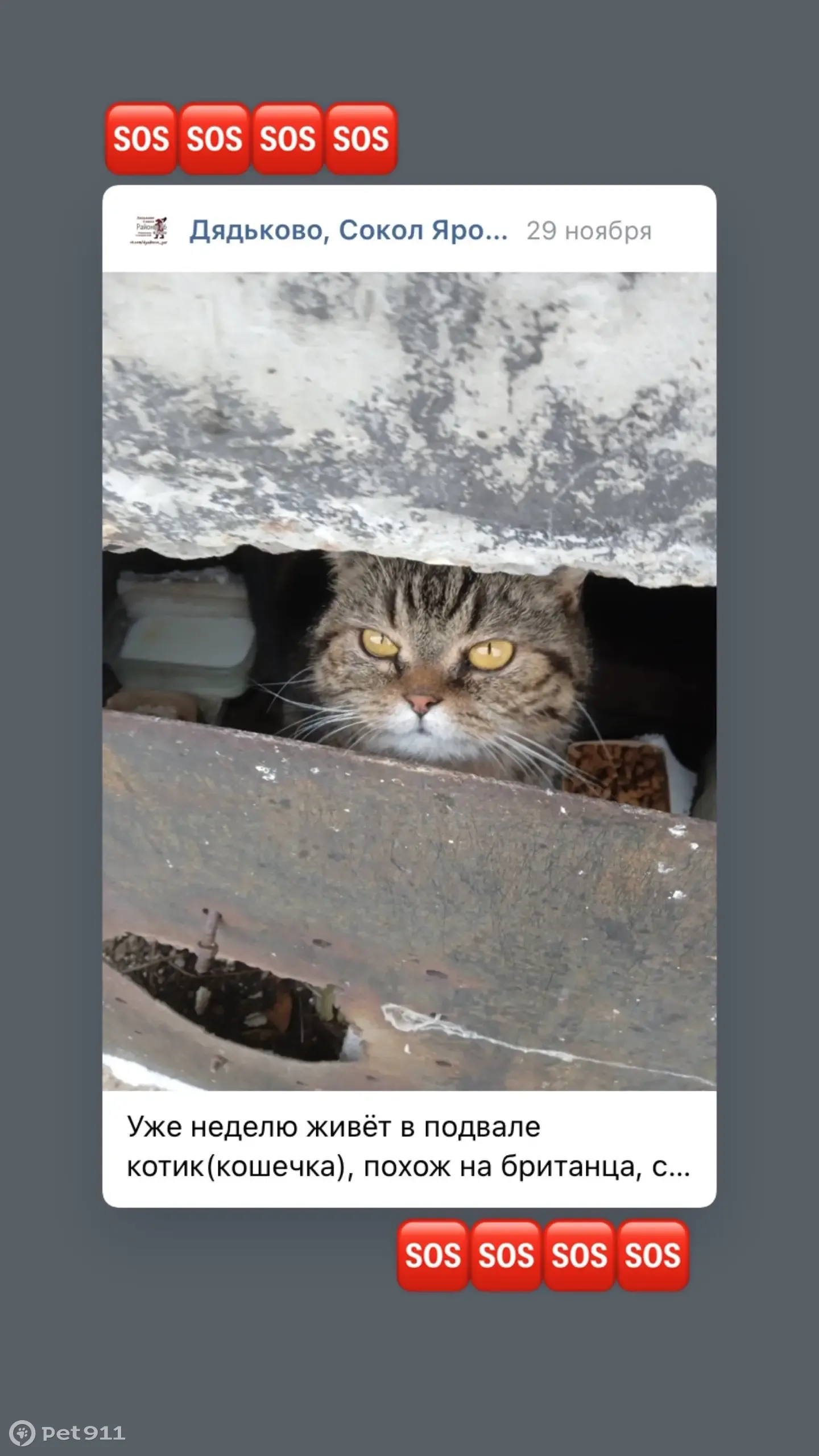 Кошка в подвале, Фрунзе, Ярославль | Pet911.ru