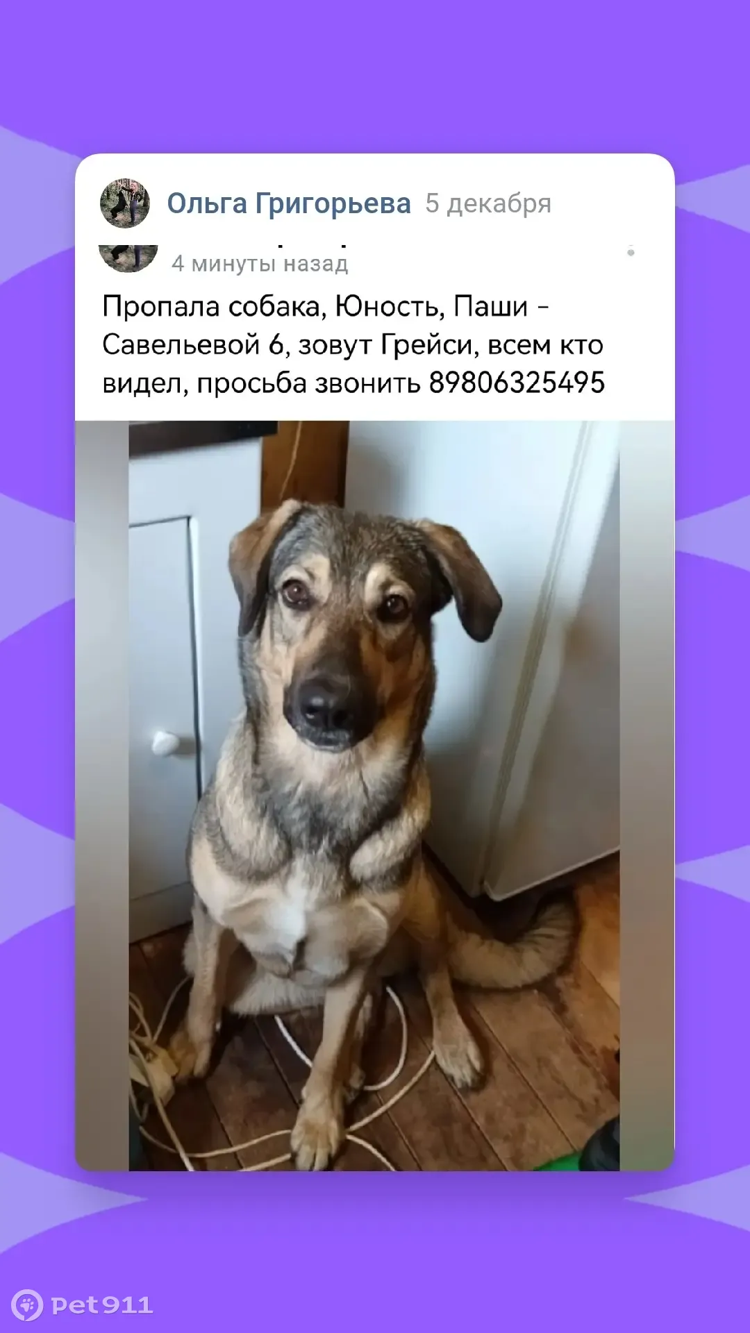 Пропала собака, ул. Луначарского, 9 к1 | Pet911.ru