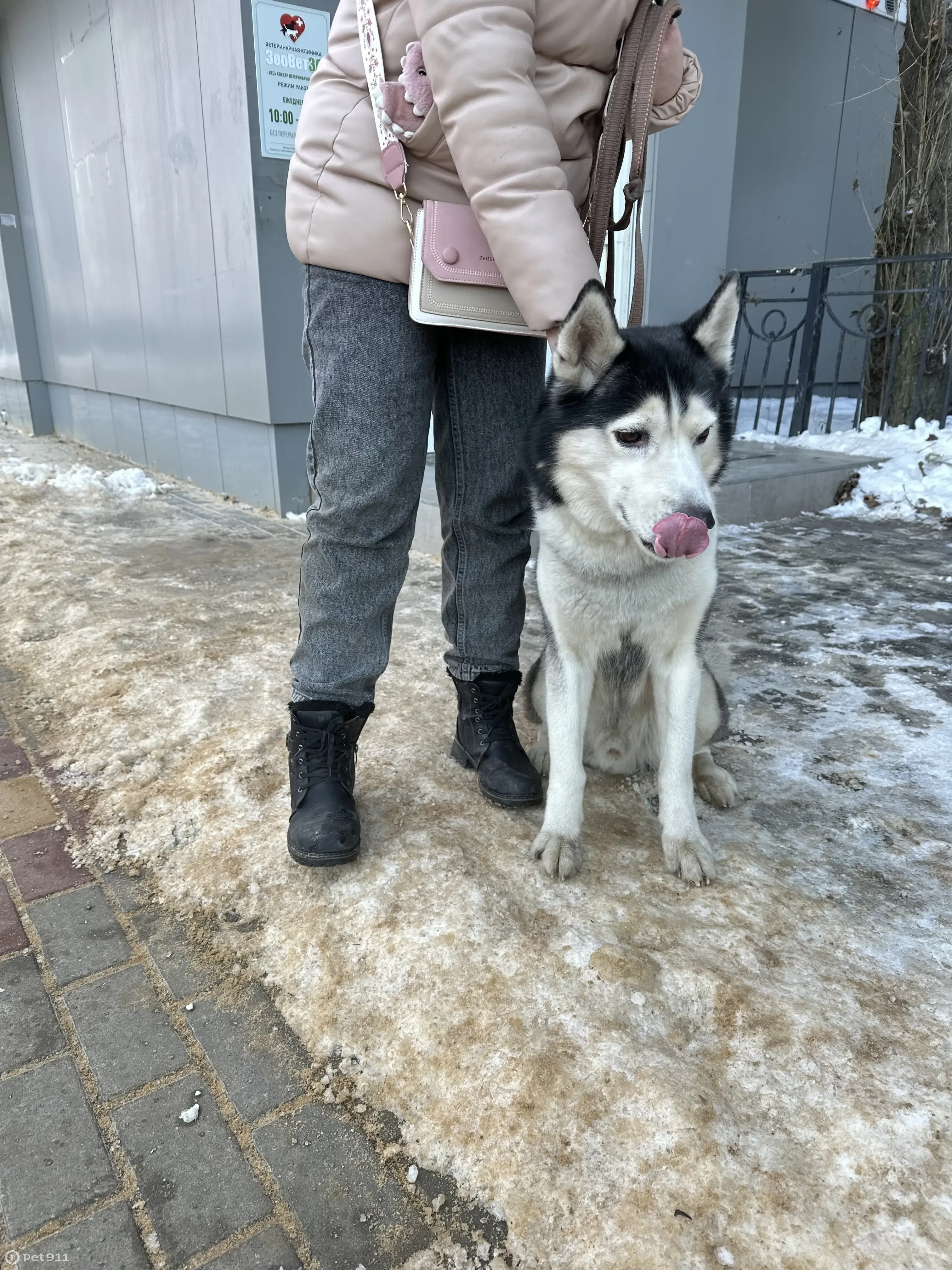 Найден хаски - Патриотов, 2, Воронеж | Pet911.ru