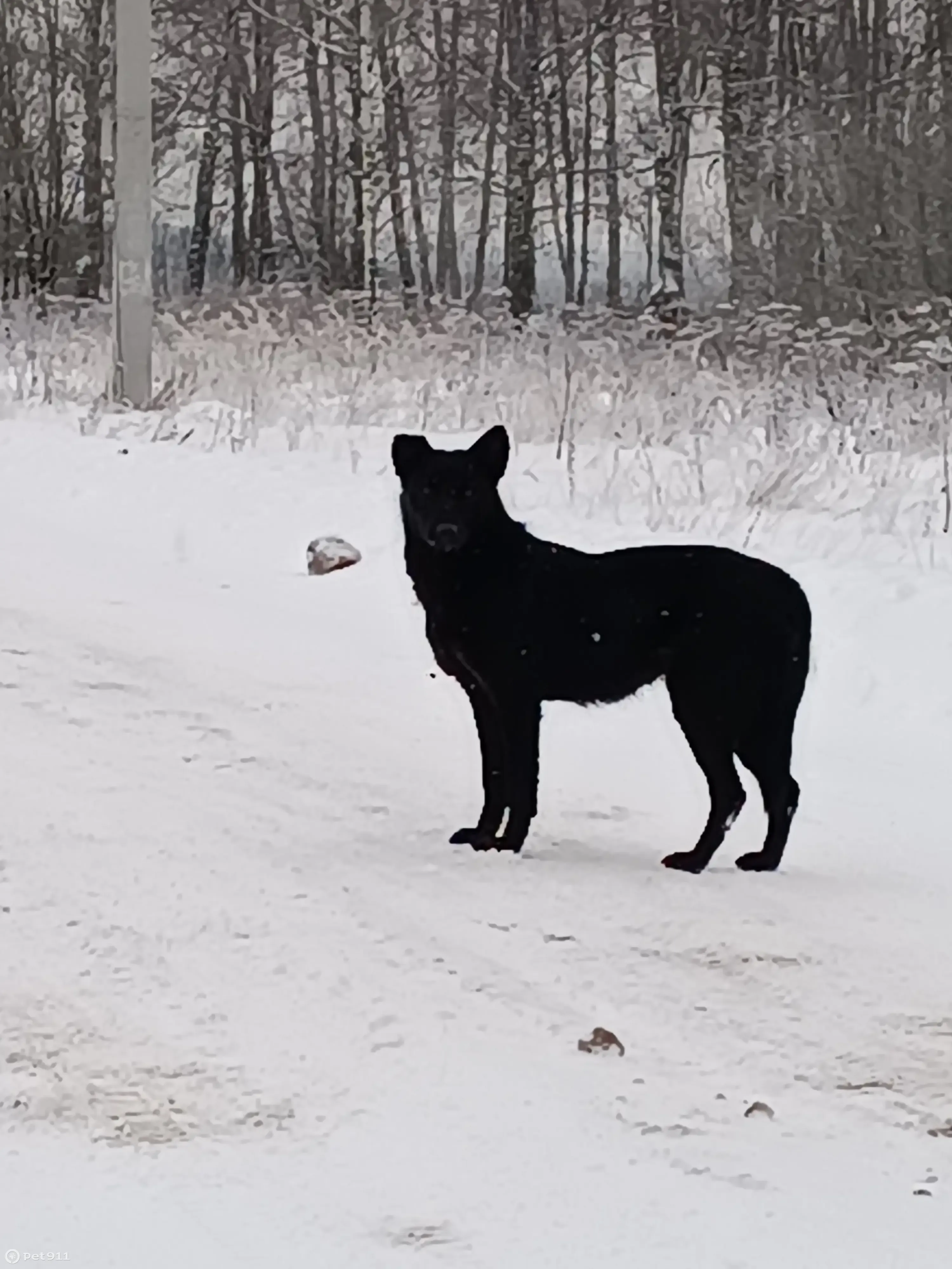 Найдена собака у с. Щапово 46К-5042 | Pet911.ru