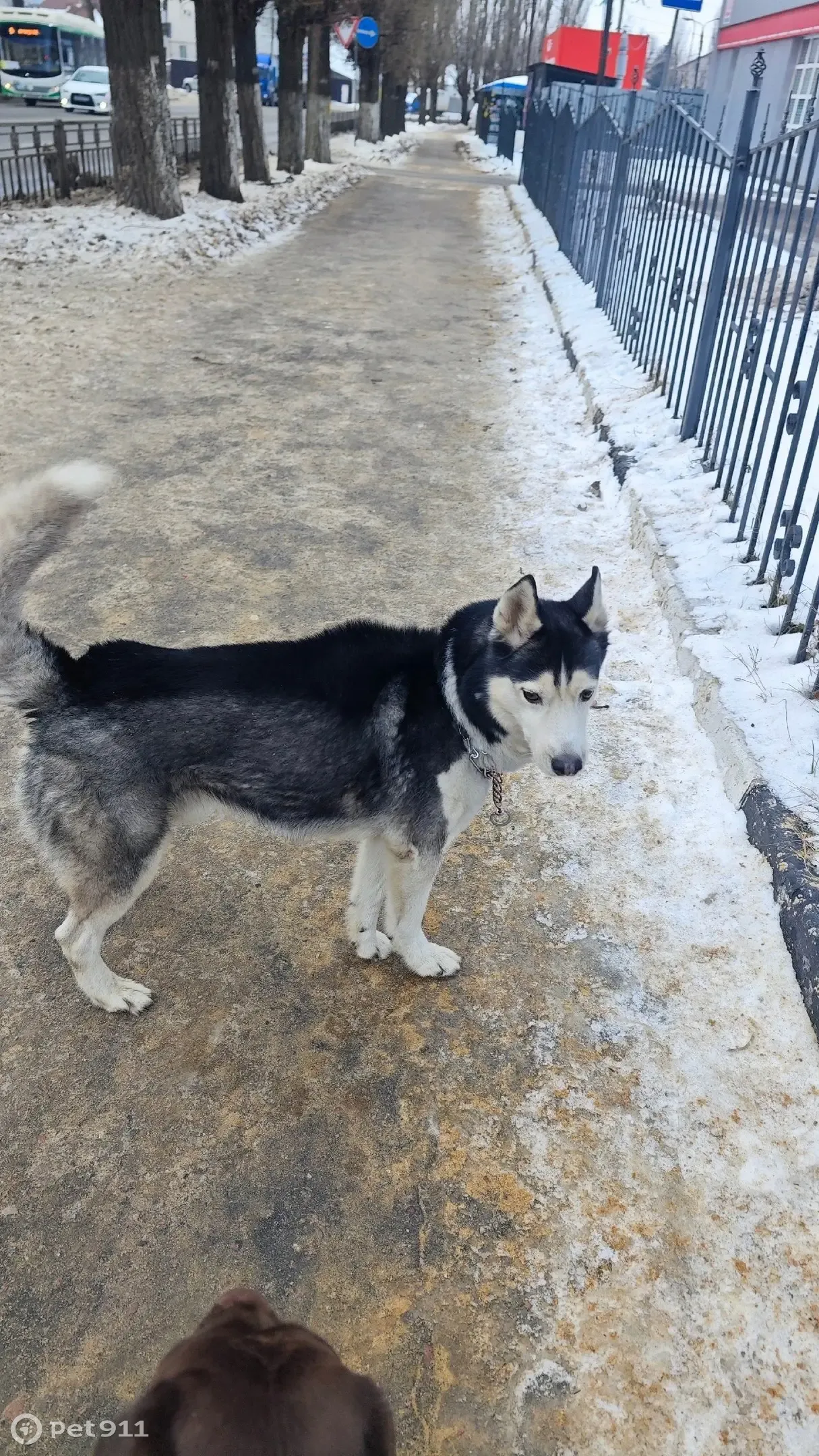 Хаски воронеж Хаски воронеж
