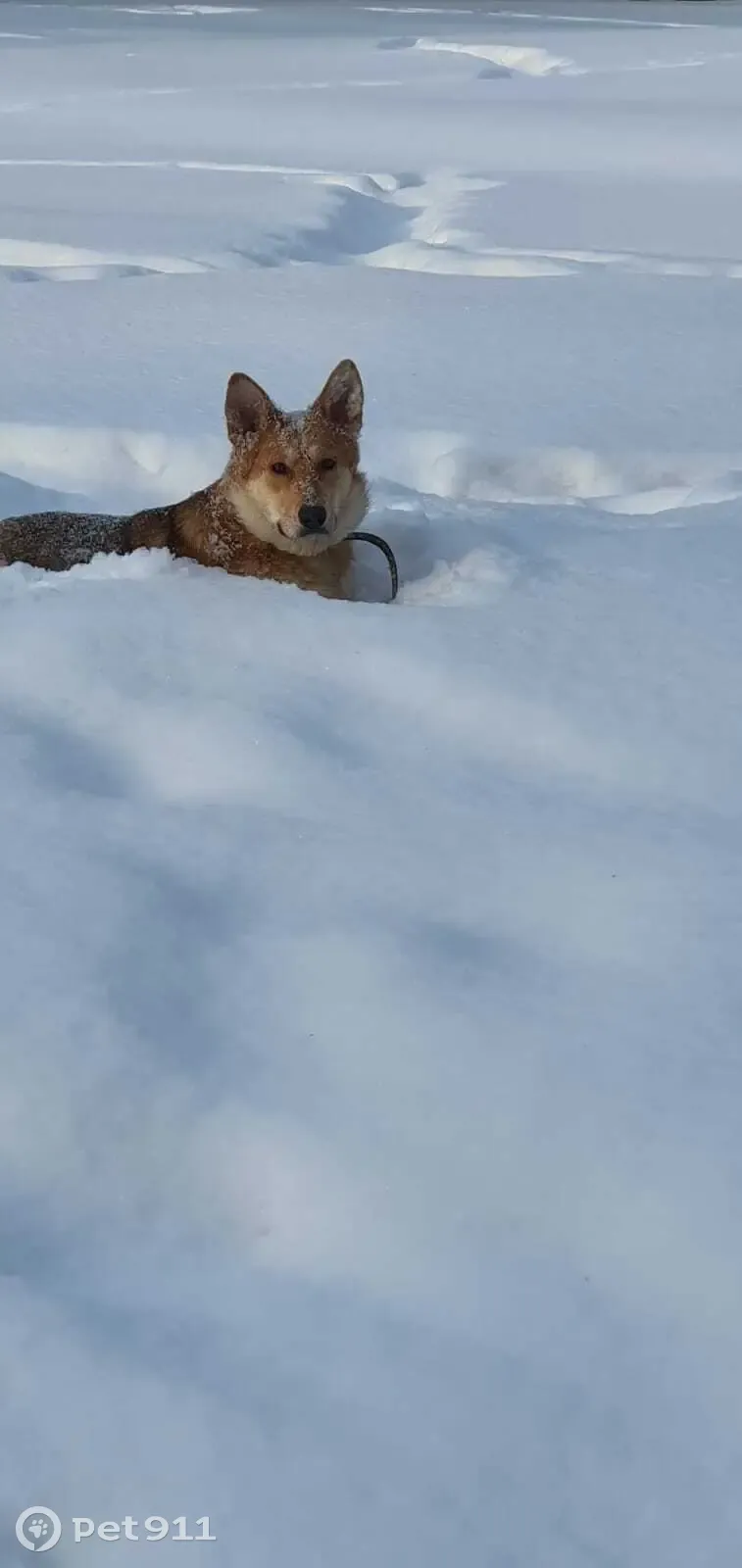 Пропала собака: Октября, 180, Уфа | Pet911.ru