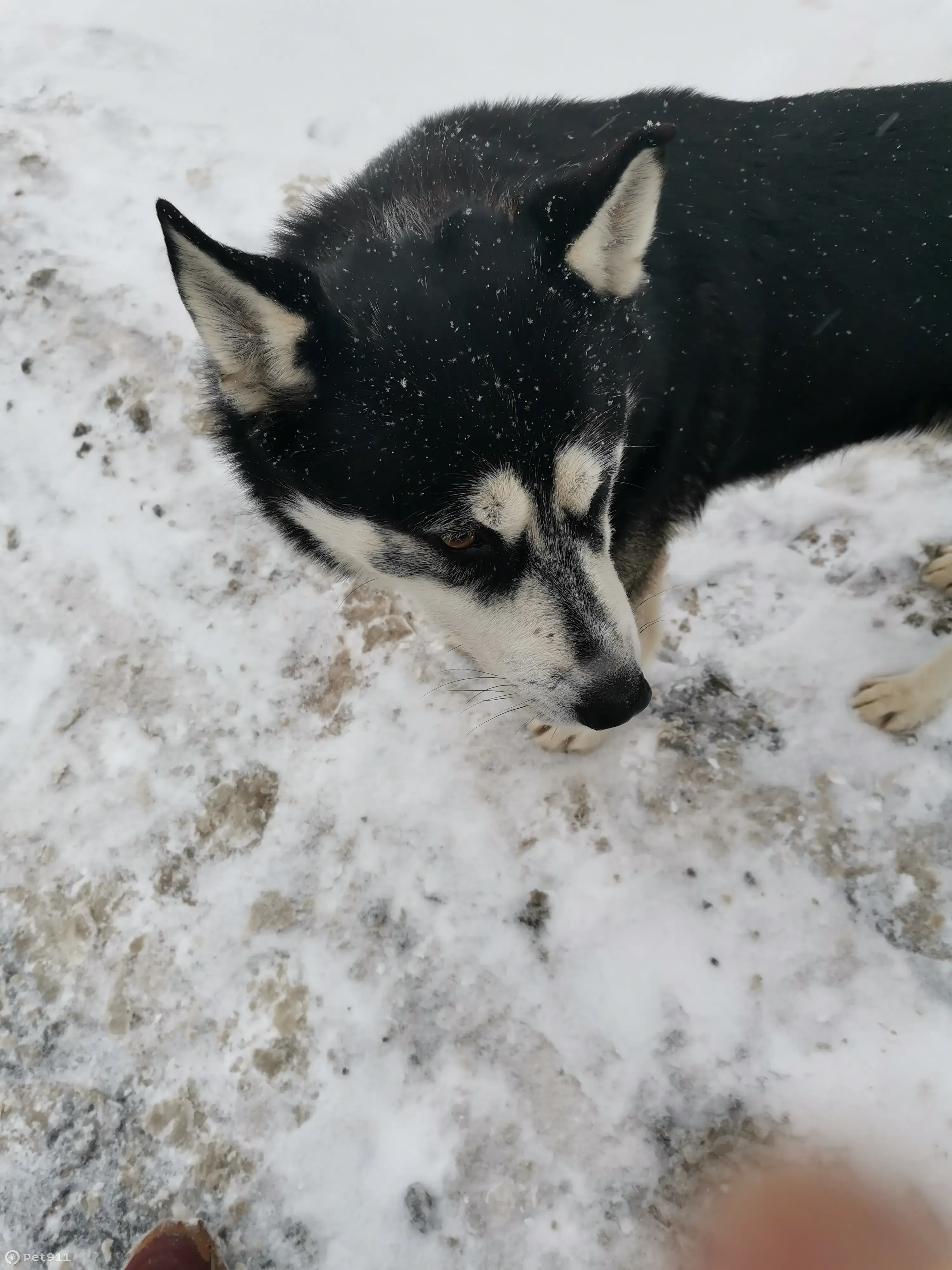 Найдена собака ул. Вилиса Лациса | Pet911.ru