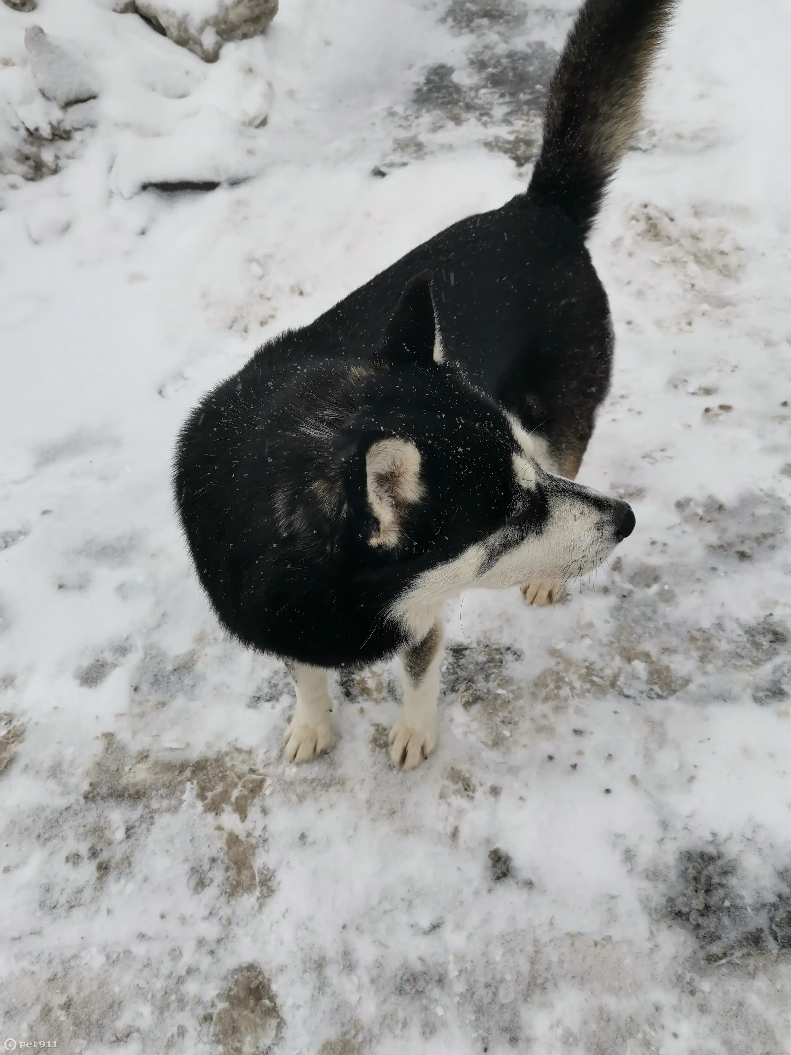 Найдена собака ул. Вилиса Лациса | Pet911.ru