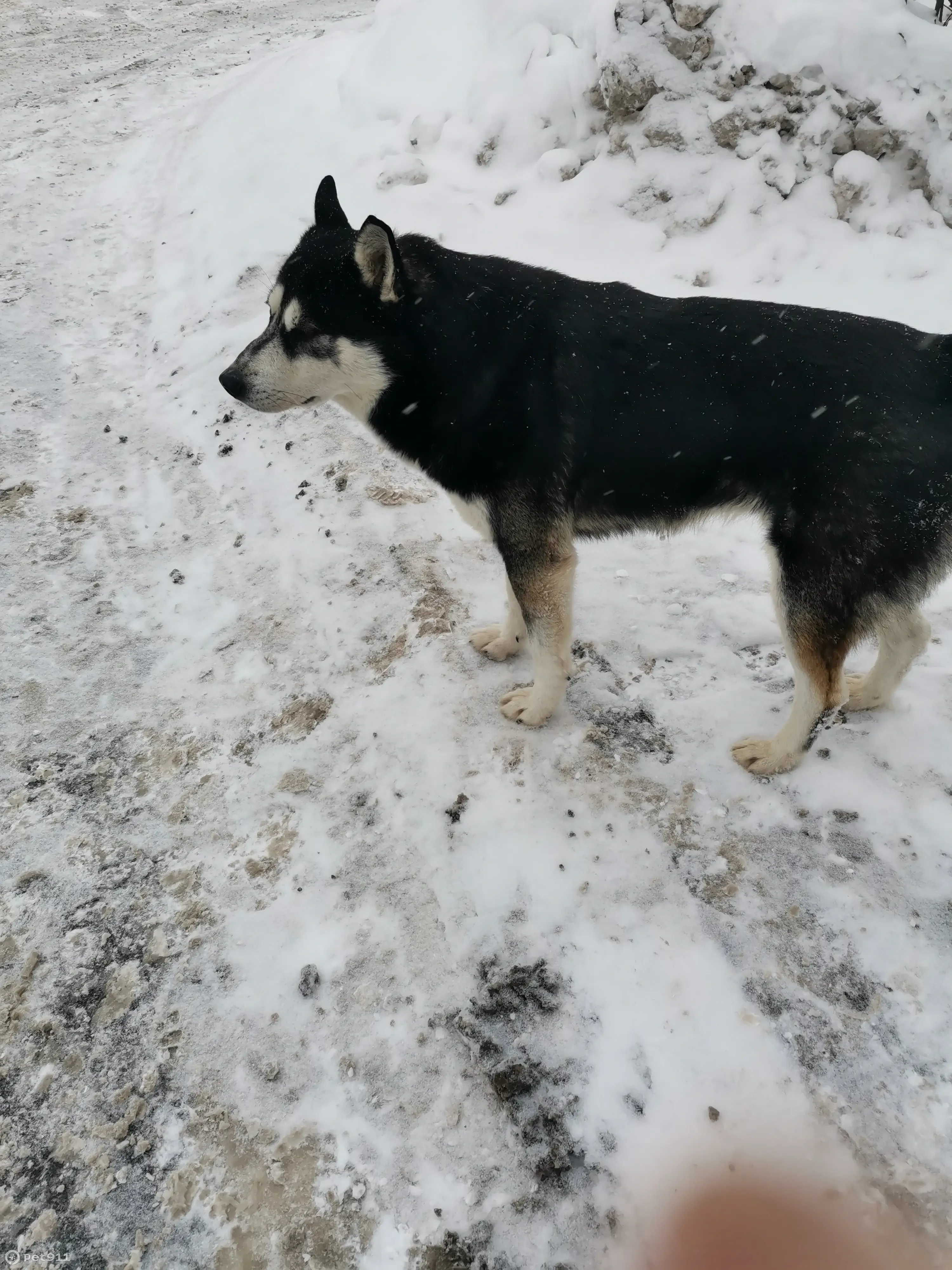 Найдена собака ул. Вилиса Лациса | Pet911.ru