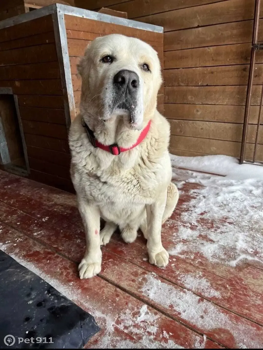 Здоровый алабай ищет дом: Советская, 10А | Pet911.ru